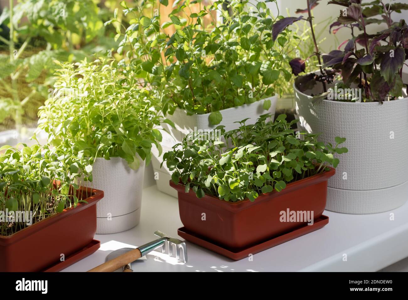 Divers légumes comestibles poussent dans des pots sur le rebord de la fenêtre. Croissance des vitamines vertes saines à la maison Banque D'Images