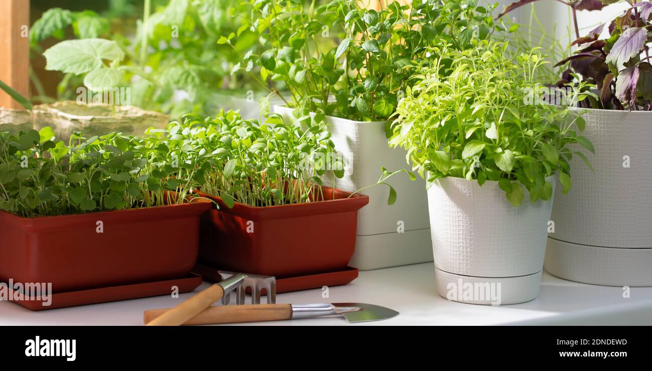 Divers légumes comestibles poussent dans des pots sur le rebord de la fenêtre. Croissance des vitamines vertes saines à la maison Banque D'Images