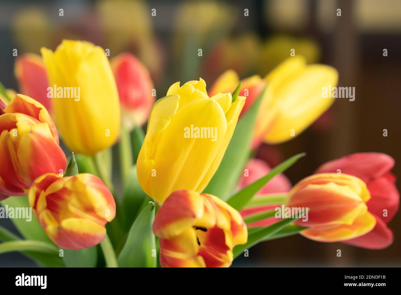 Tulipes rouges et jaunes dans un bouquet gros plan Banque D'Images