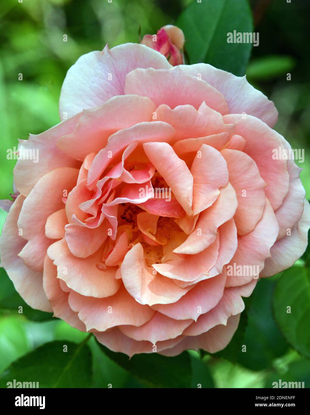 Une rose rose par temps ensoleillé Banque D'Images