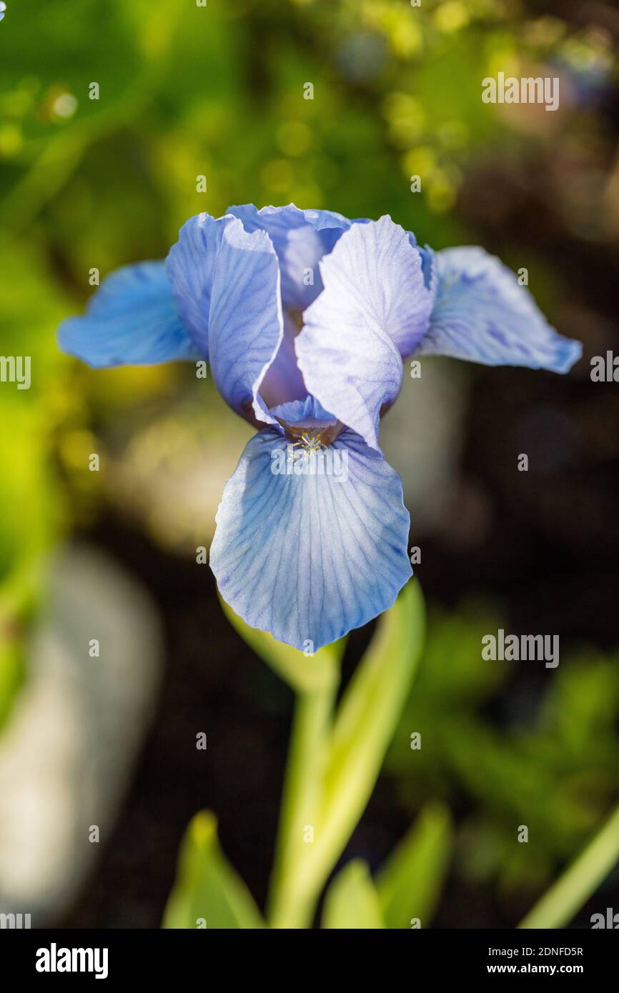 'Blue Denim' Iris nain, Dvärgiris (Iris pumila) Banque D'Images