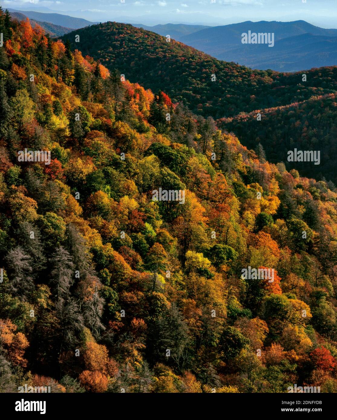 Couleur d'automne, à l'Est donnent sur la rivière Pigeon, fourche, Blue Ridge Parkway, Pisgah National Forest, North Carolina Banque D'Images