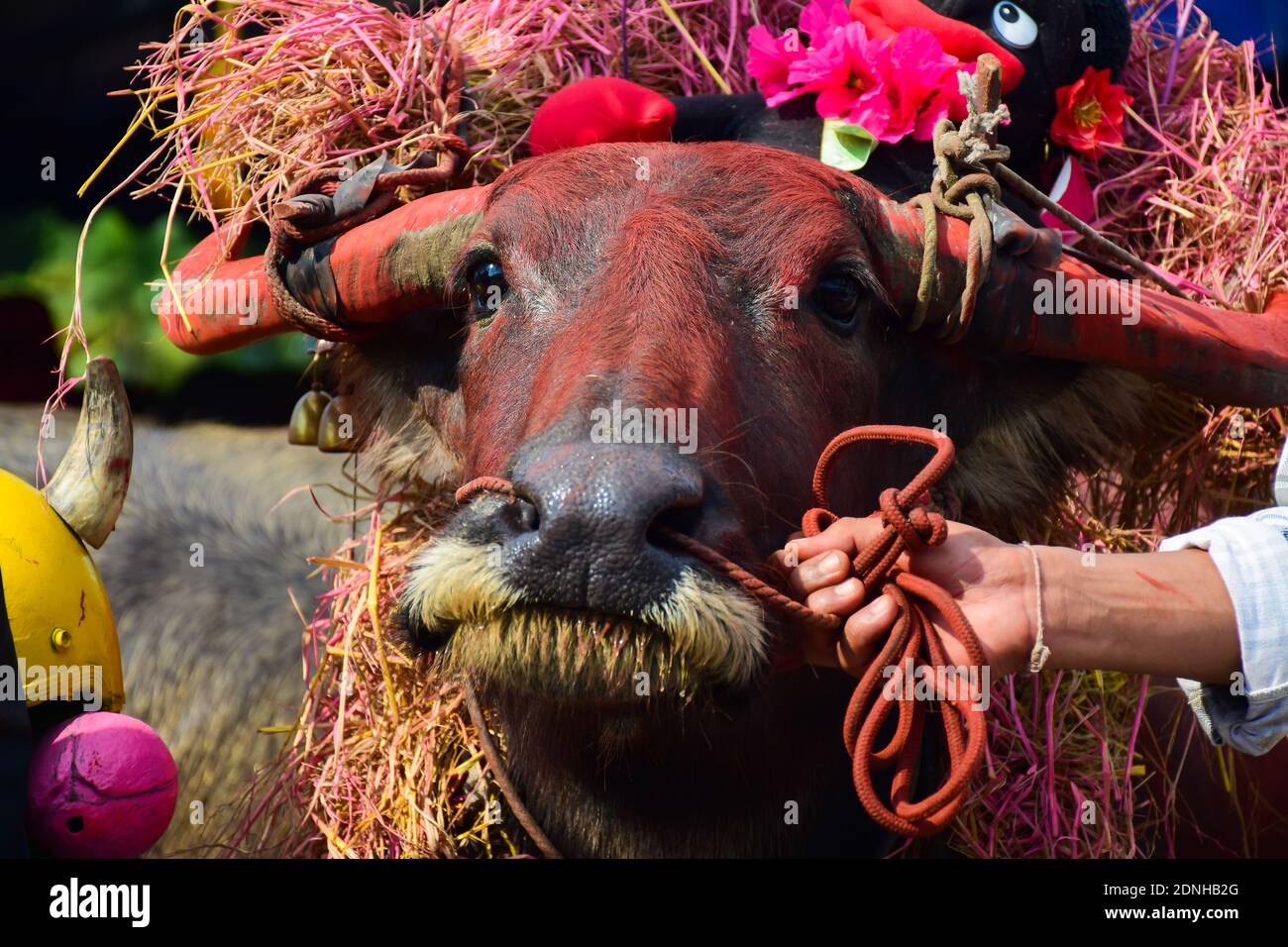 Maquillage en gros plan de Buffalo en Thaïlande Buffaloa Running Festival  Photo Stock - Alamy