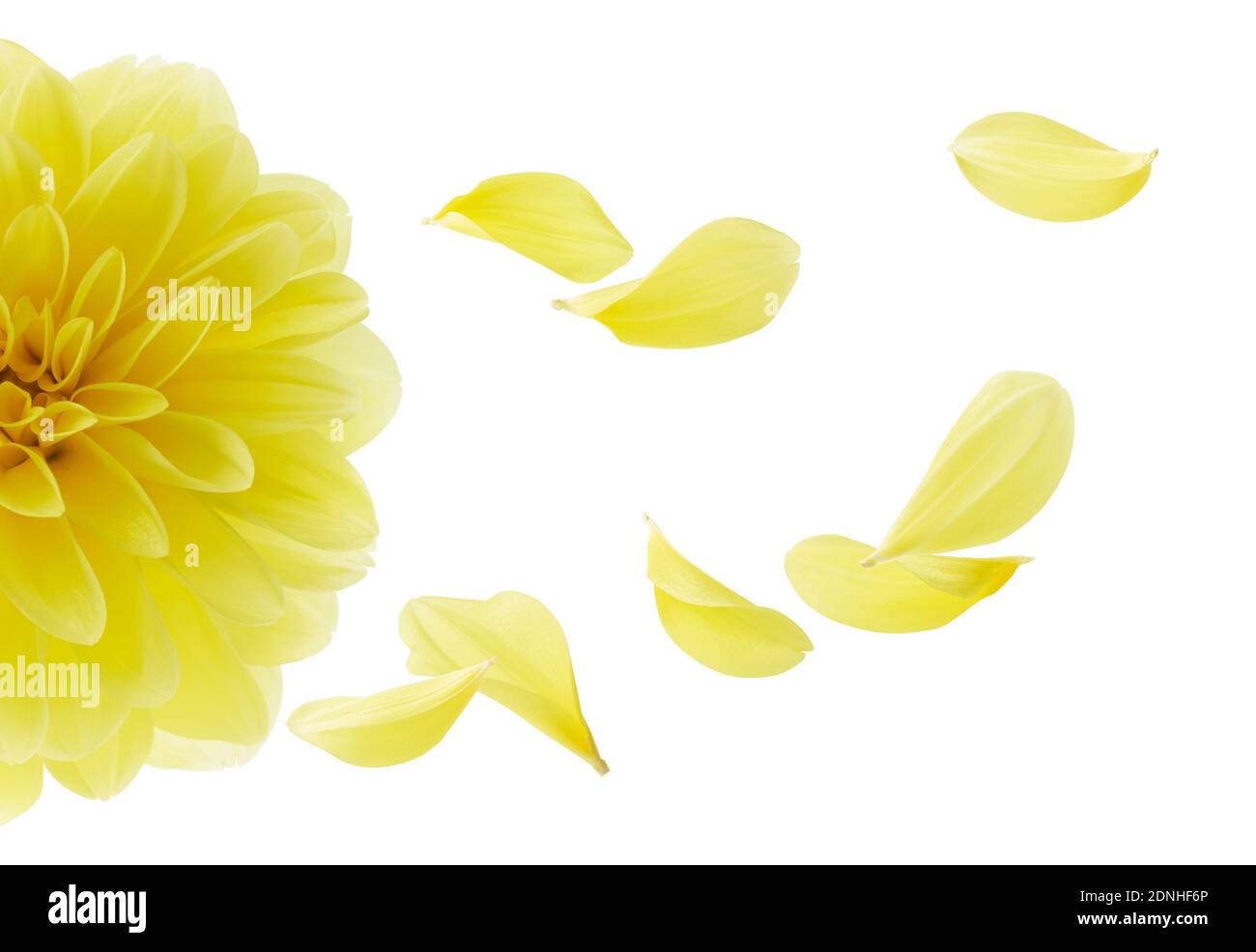 dahlia avec ses pétales volant isolés sur blanc Banque D'Images