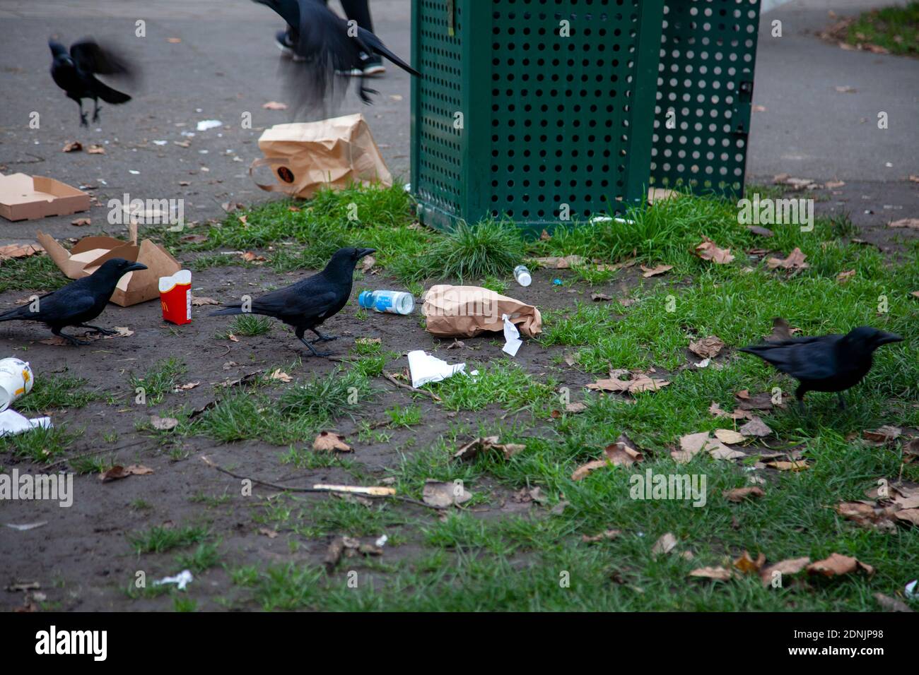 Corneilles autour de la poubelle sur Clapham Common - Londres Royaume-Uni Banque D'Images