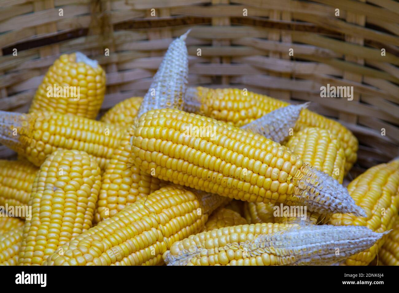 Épis de maïs séchés mûrs, graines de maïs le faire sécher Photo Stock -  Alamy