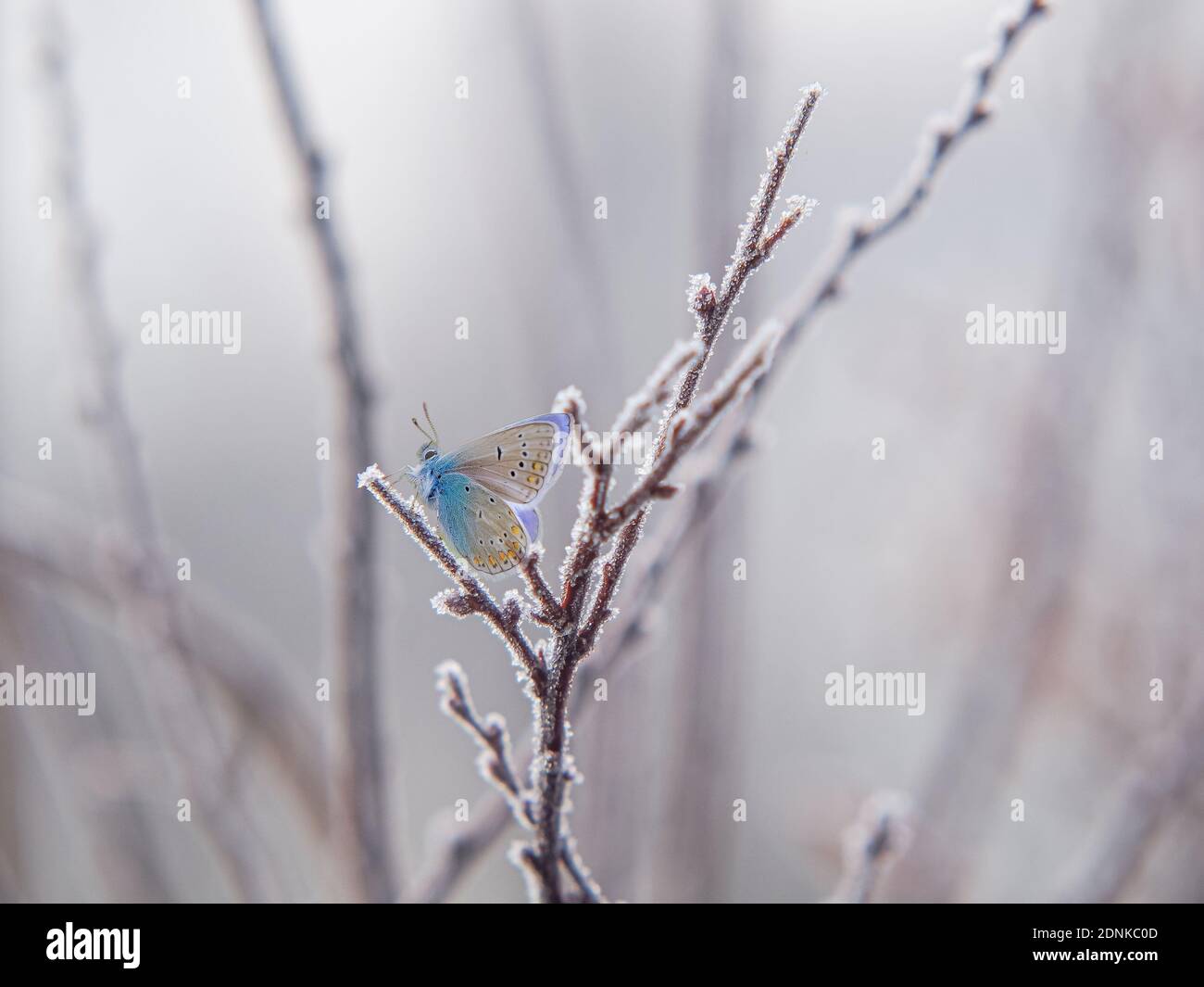 Papillon un jour d'été sur une plante dans un jardin sous une lumière ensoleillée un jour d'été chaud. Banque D'Images