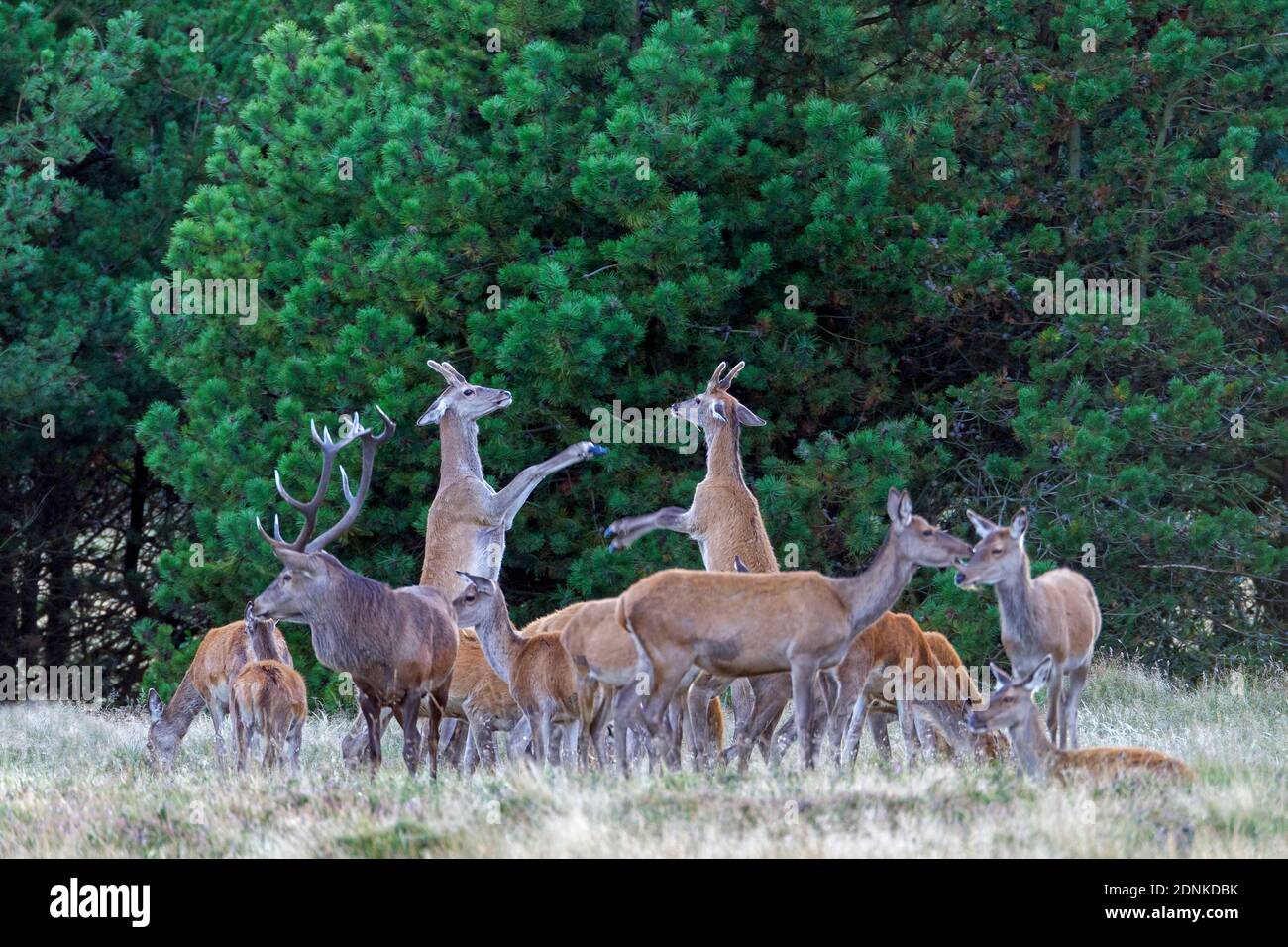 Red Deer (Cervus elaphus). Deux mâles combattant avec des bois de velours. Ils se frappent les uns les autres avec leurs membres antérieurs parce que les bois sont encore trop sensibles. Danemark Banque D'Images
