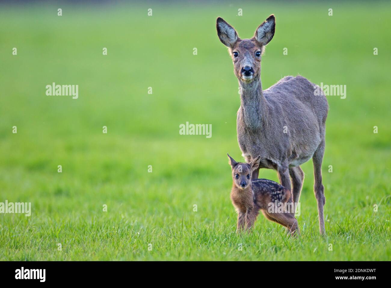 Cerf de Virginie (Capranolus capranolus). Dupont avec fauve sur un pré. Allemagne Banque D'Images