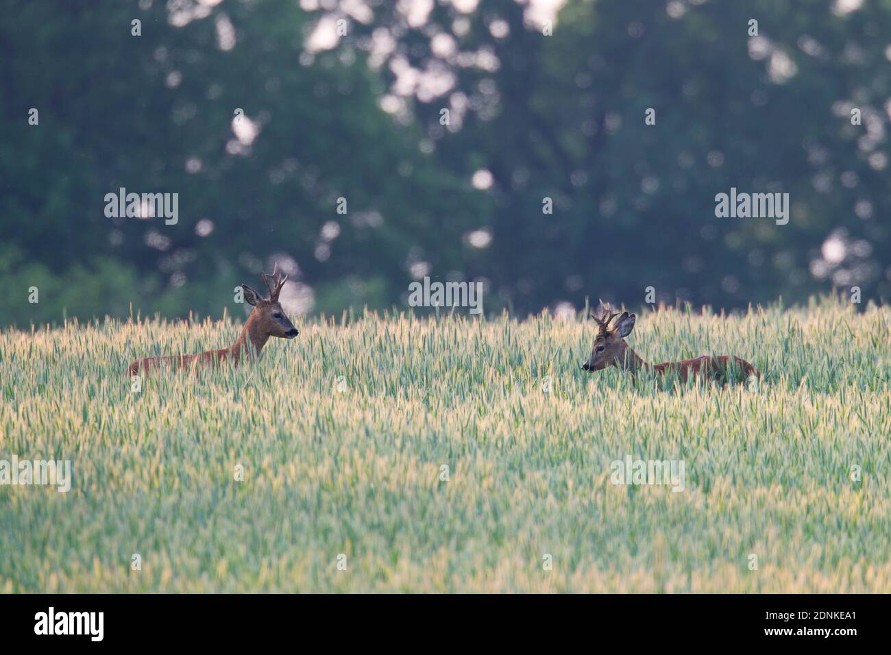 Cerf de Virginie (Capranolus capranolus). Deux mâles se rencontrent à la frontière de leur territoire et menacent le rival, il n'y a pas de combat. Allemagne Banque D'Images