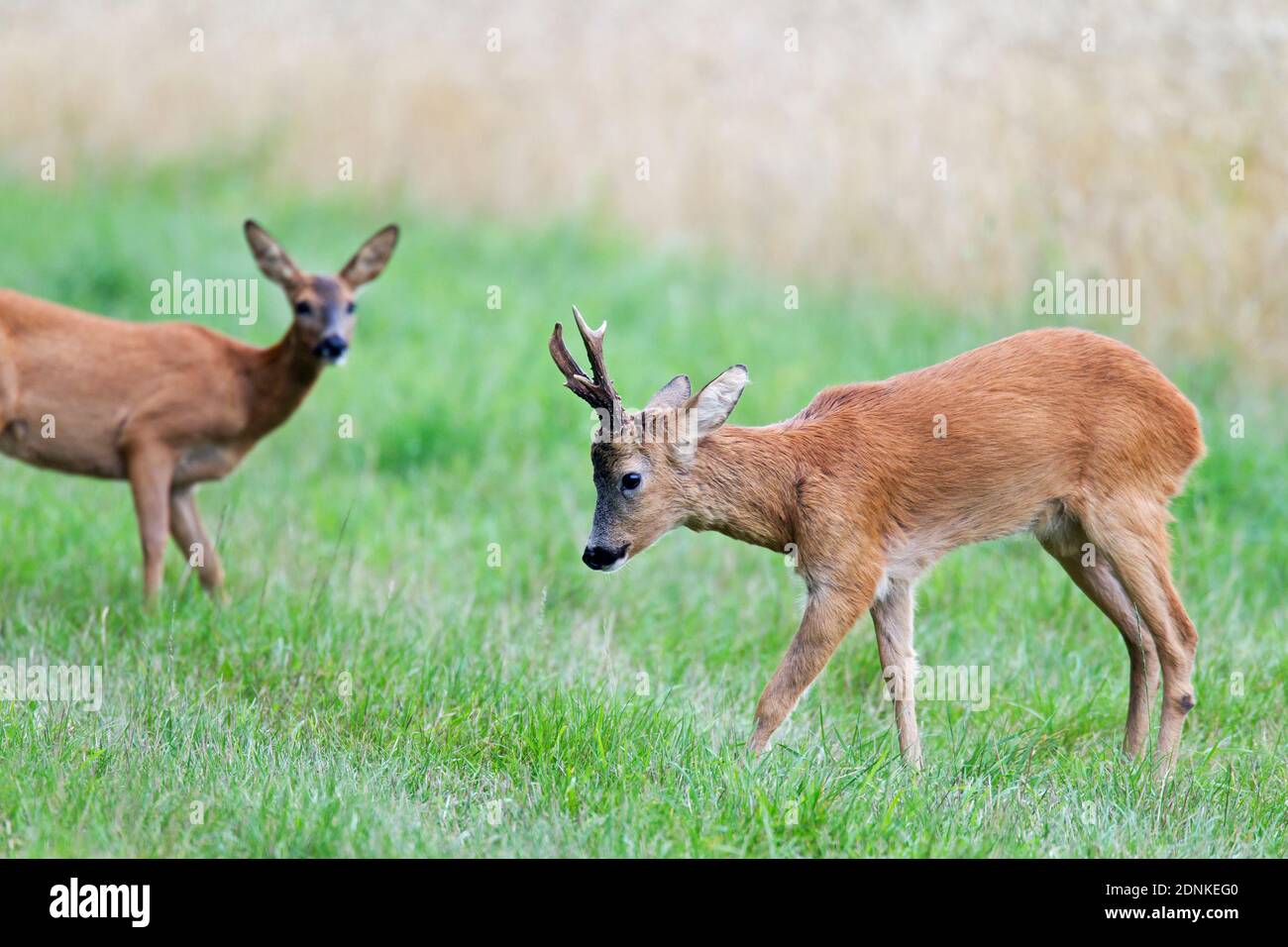 Cerf de Roe de l'Ouest (Capranolus capranolus). Un roebuck impressionne un doe pendant la saison d'accouplement. Danemark Banque D'Images