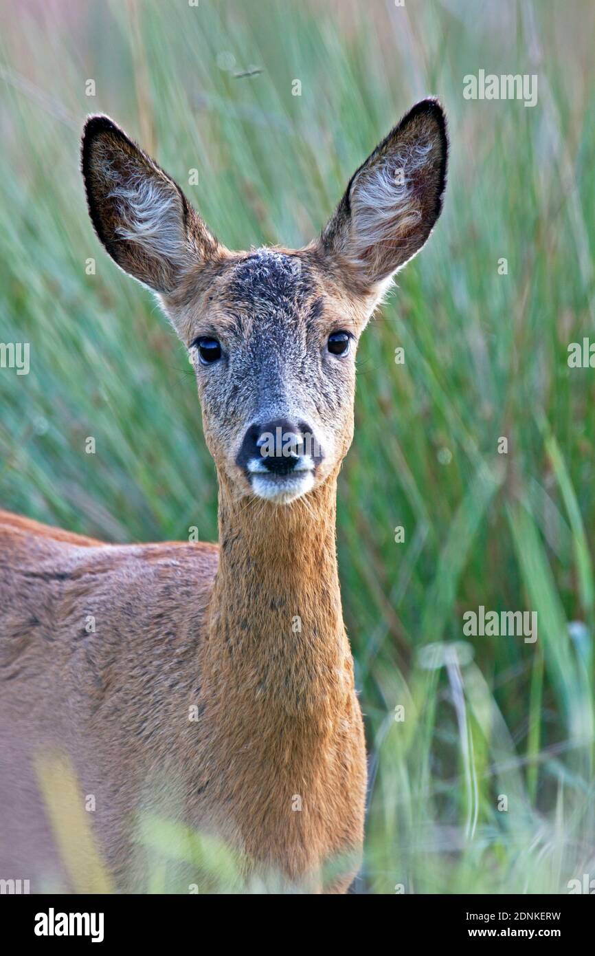 Cerf de Roe occidental (Capreolus capreolus). Portrait de doe attentif, Allemagne Banque D'Images