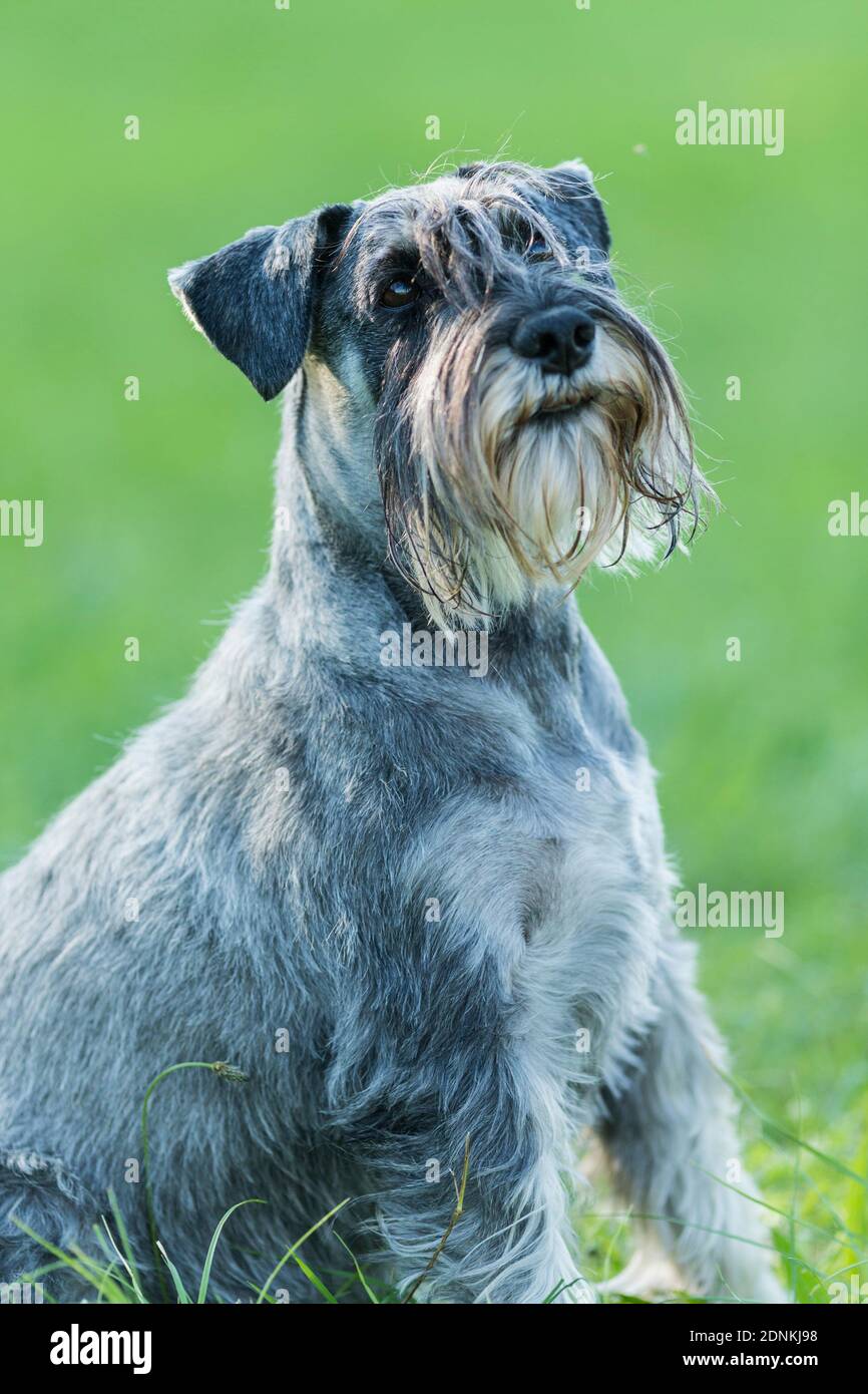 Schnauzer standard. Portrait du chien adulte. Allemagne. Banque D'Images