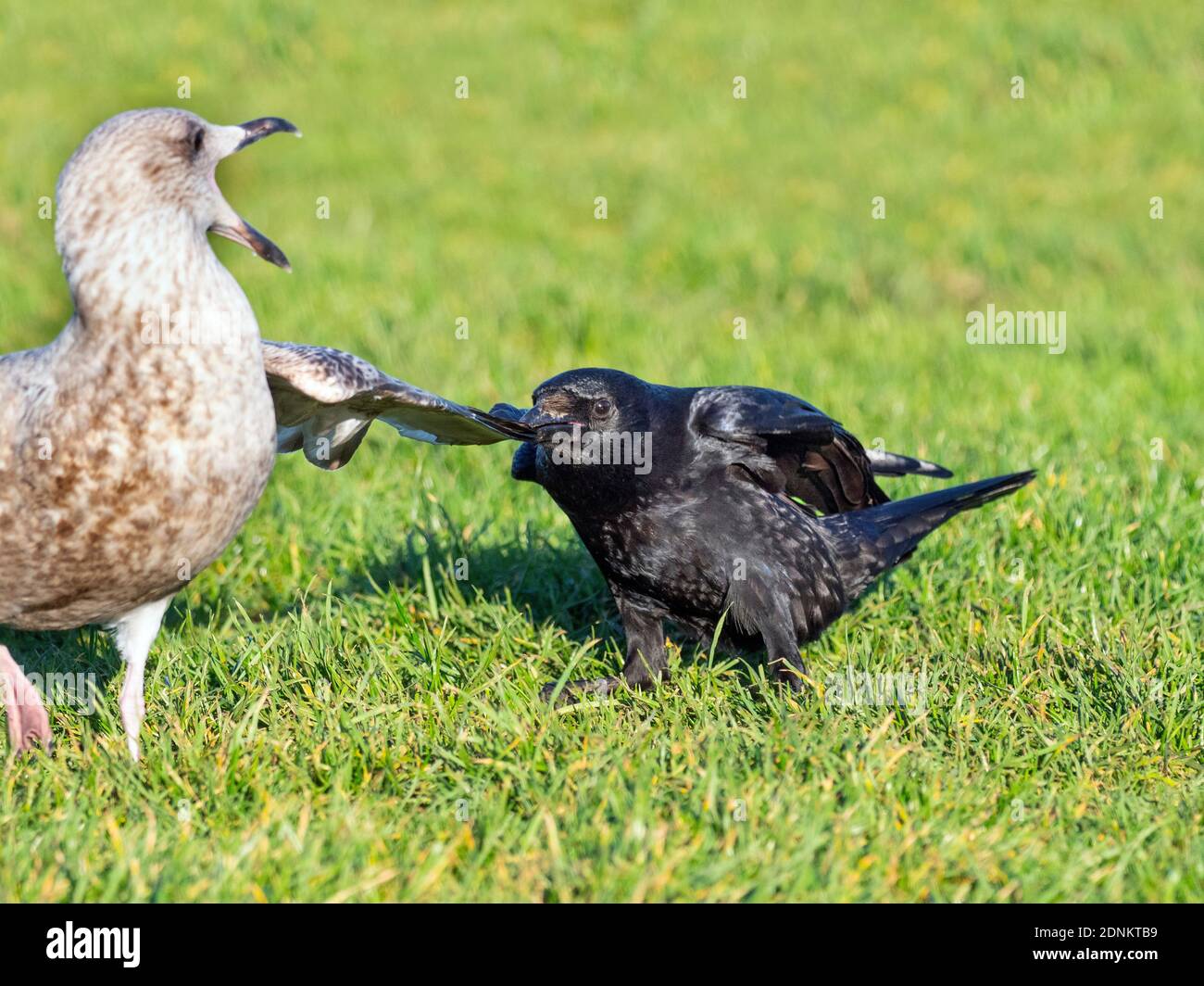 Carrion Crow Corvus corone tire la queue de beaucoup plus grand immature Goéland au hareng de Meadow alimentant Norfolk Royaume-Uni Banque D'Images