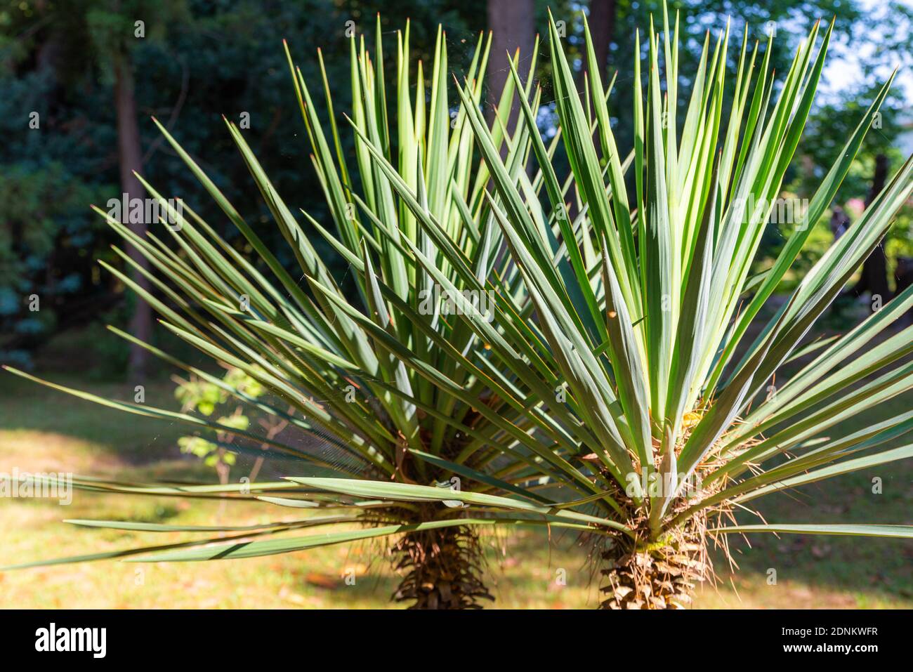 Les plantes de Yucca ou de Yucca gloriosa avec de longues feuilles minces en forme d'épée dans un parc. Banque D'Images