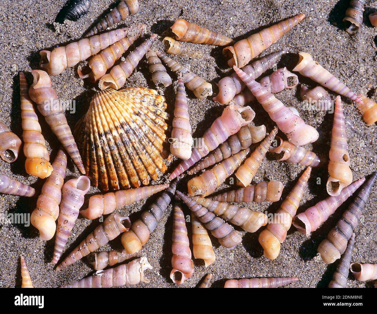 Coquilles d'escargots de la Tour commune (Turritella communis) lavées sur la plage, entre la coquille d'un coq (Cardium edule). Mer Méditerranée, France. Banque D'Images