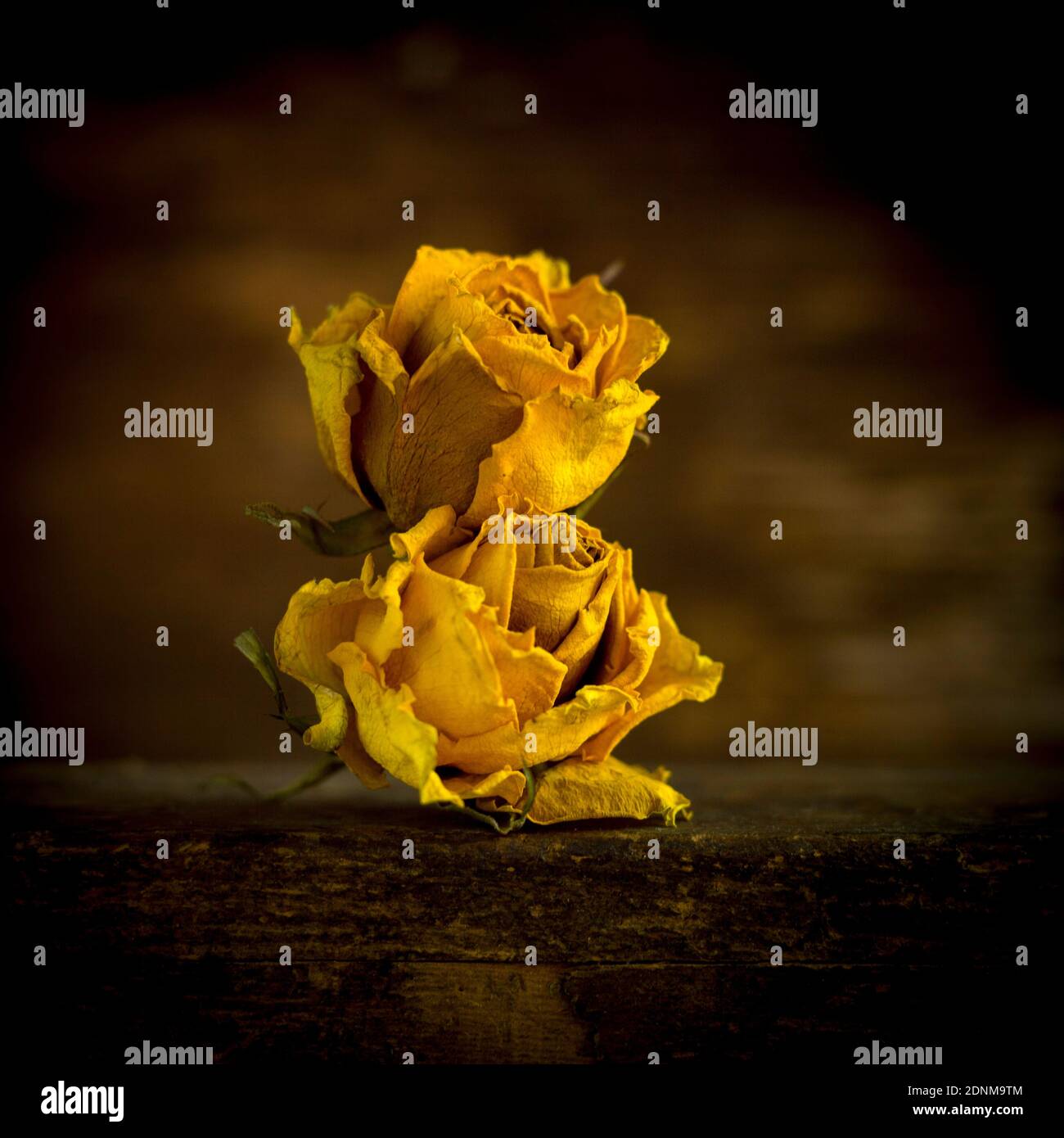Les roses jaunes disposées magnifiquement sur une surface en bois sombre créent un contraste saisissant dans un environnement confortable Banque D'Images