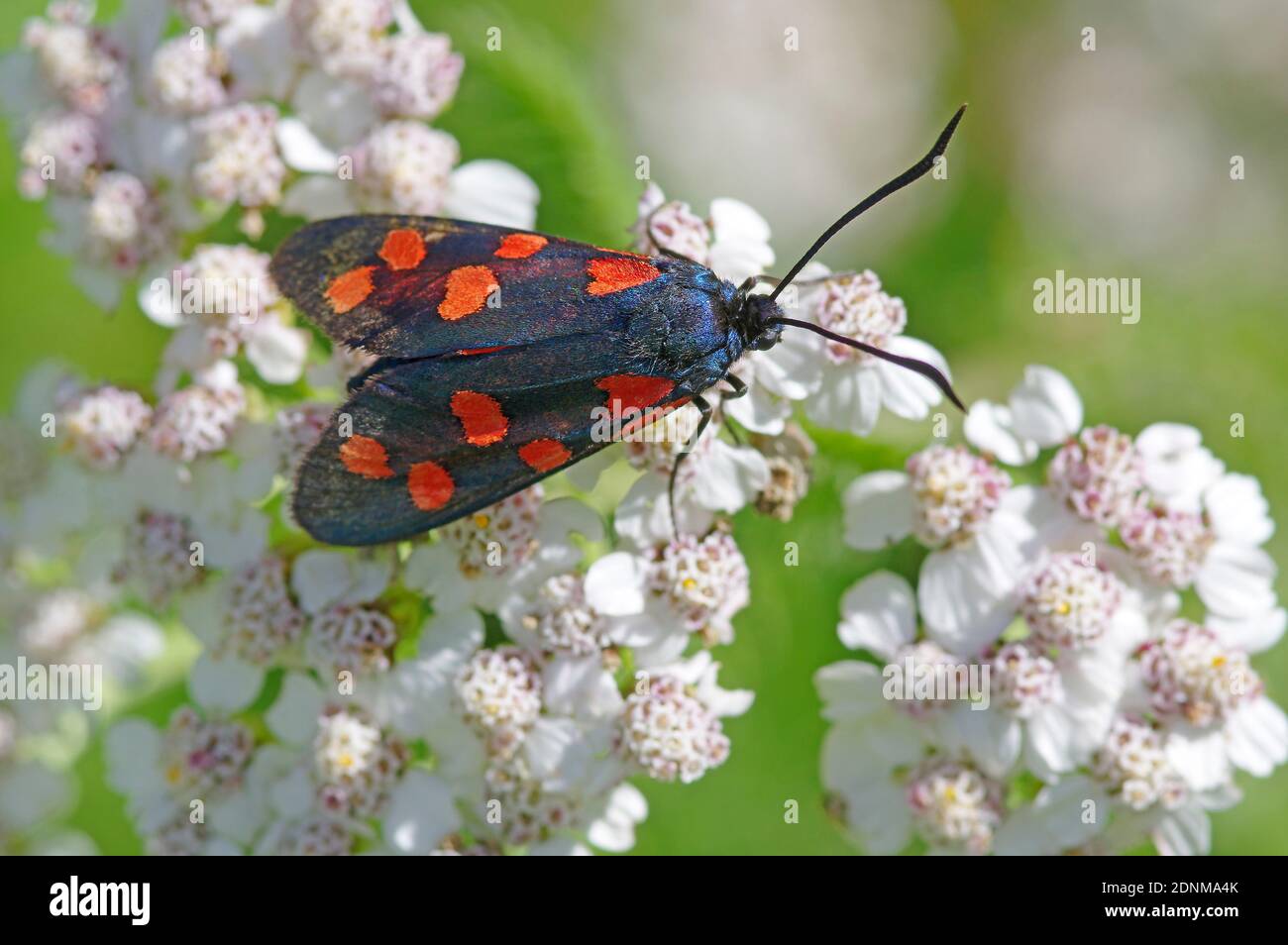 Burnett (Zygaena filipendulae) à six taches sur les fleurs de l'Arrow (Achillea millefolium). Autriche Banque D'Images