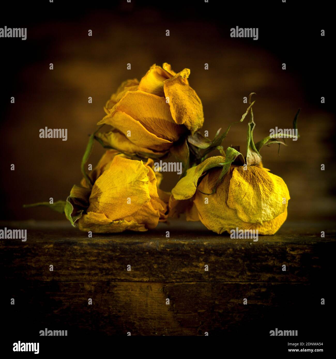 Roses jaunes sèches disposées artistiquement sur une surface sombre créant une atmosphère sombre Banque D'Images