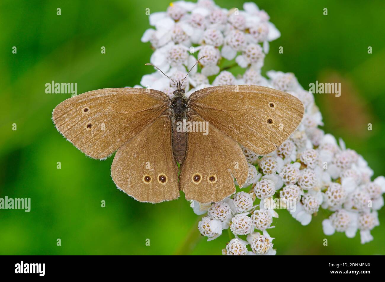 Ringlet (Aphantopus hyperantus). Papillon sur les fleurs de l'Arrow commun (Achillea millefolium). Autriche Banque D'Images