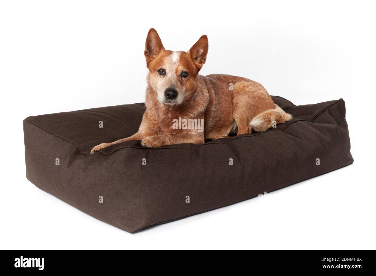 Chien de bétail australien allongé dans un lit pour animaux. Allemagne. Banque D'Images
