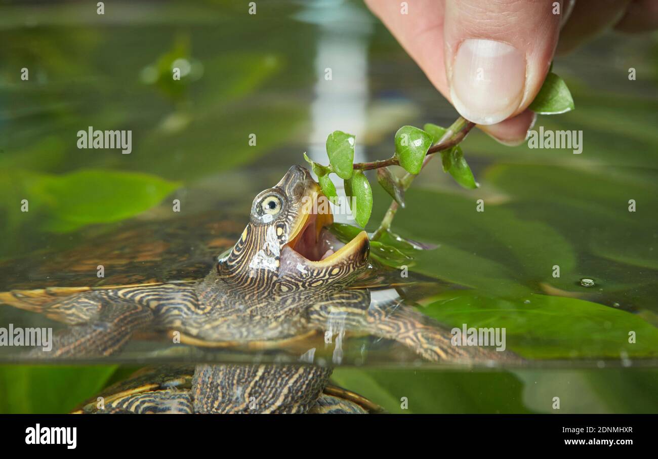 Adulte fausse carte la tortue (Graptemys pseudogeographica) est nourrie de juif bolivien. Allemagne Banque D'Images