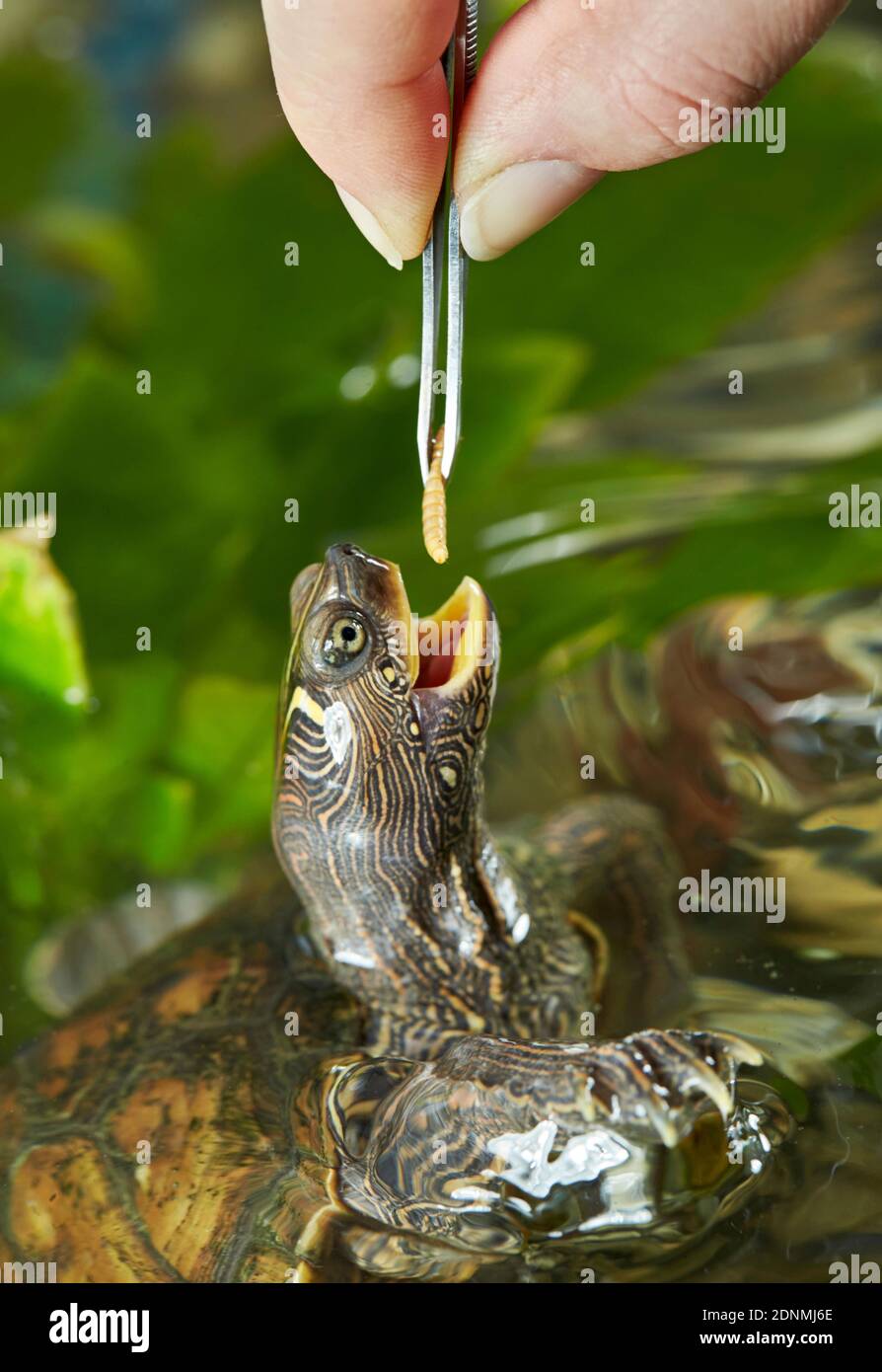 Adulte fausse carte la tortue (Graptemys pseudogeographica) est nourrie de juif bolivien. Allemagne Banque D'Images