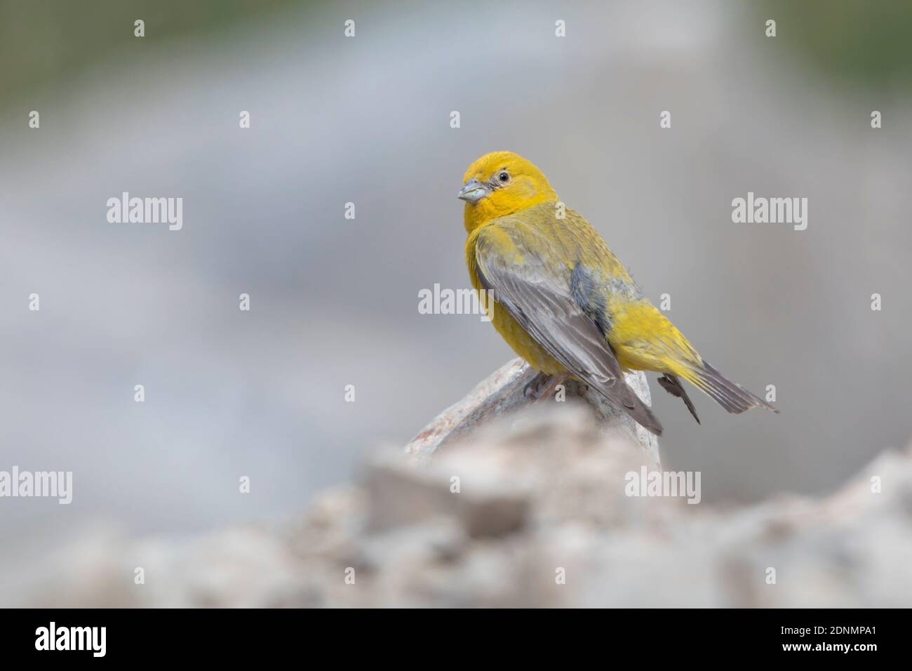 Greater Yellow finch, El Yeso , Chili, janvier 2018 Banque D'Images