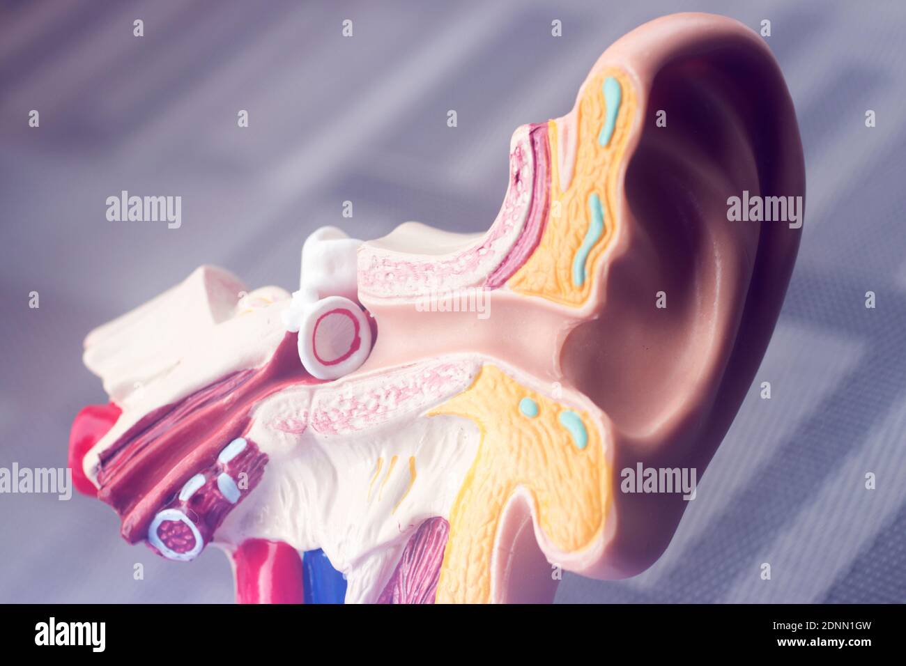 Oreille auditive modèle d'enseignement médical. Banque D'Images