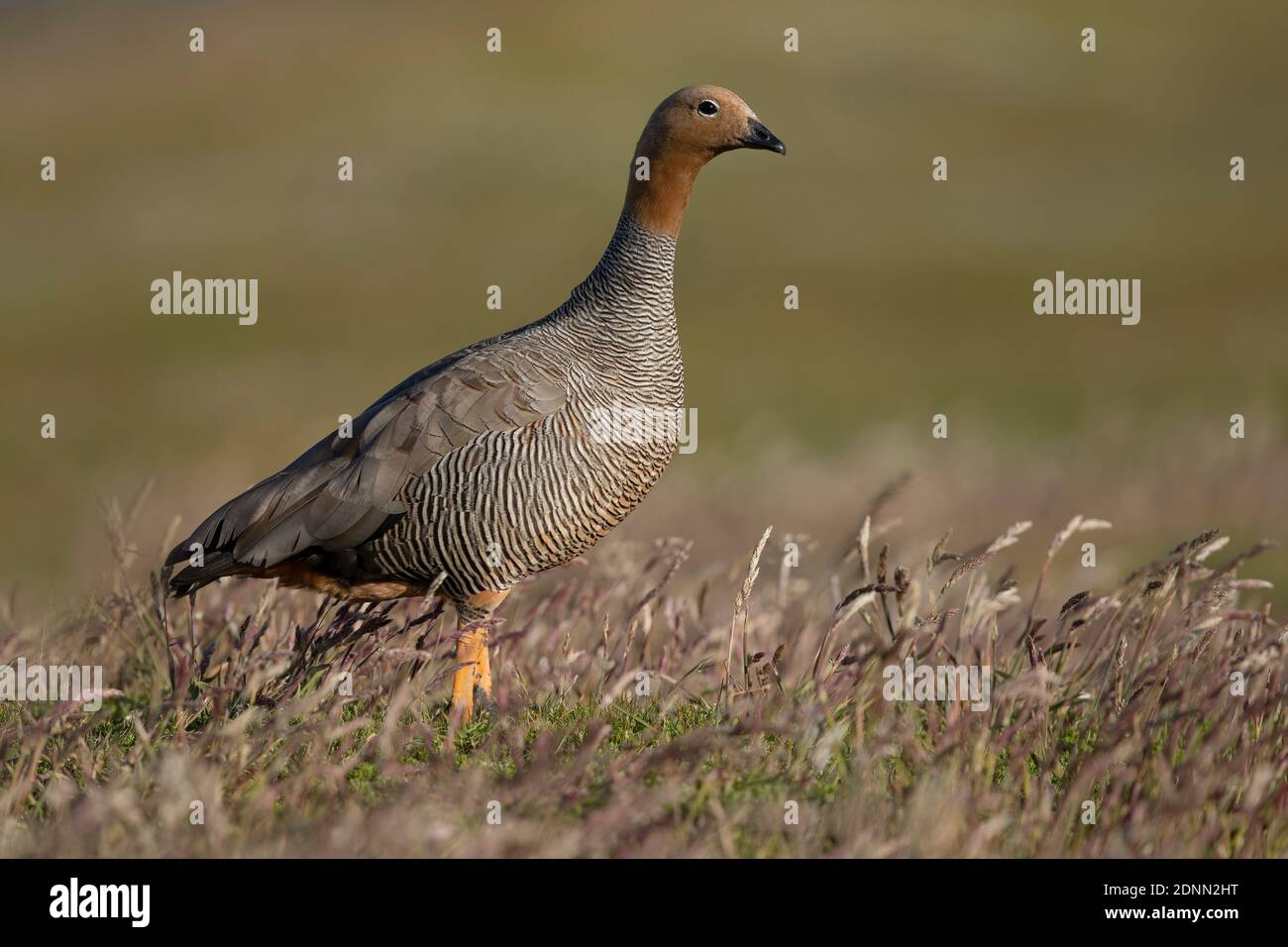 Bernache à tête de Ruddy, île des bleus, Falkland, janvier 2018 Banque D'Images