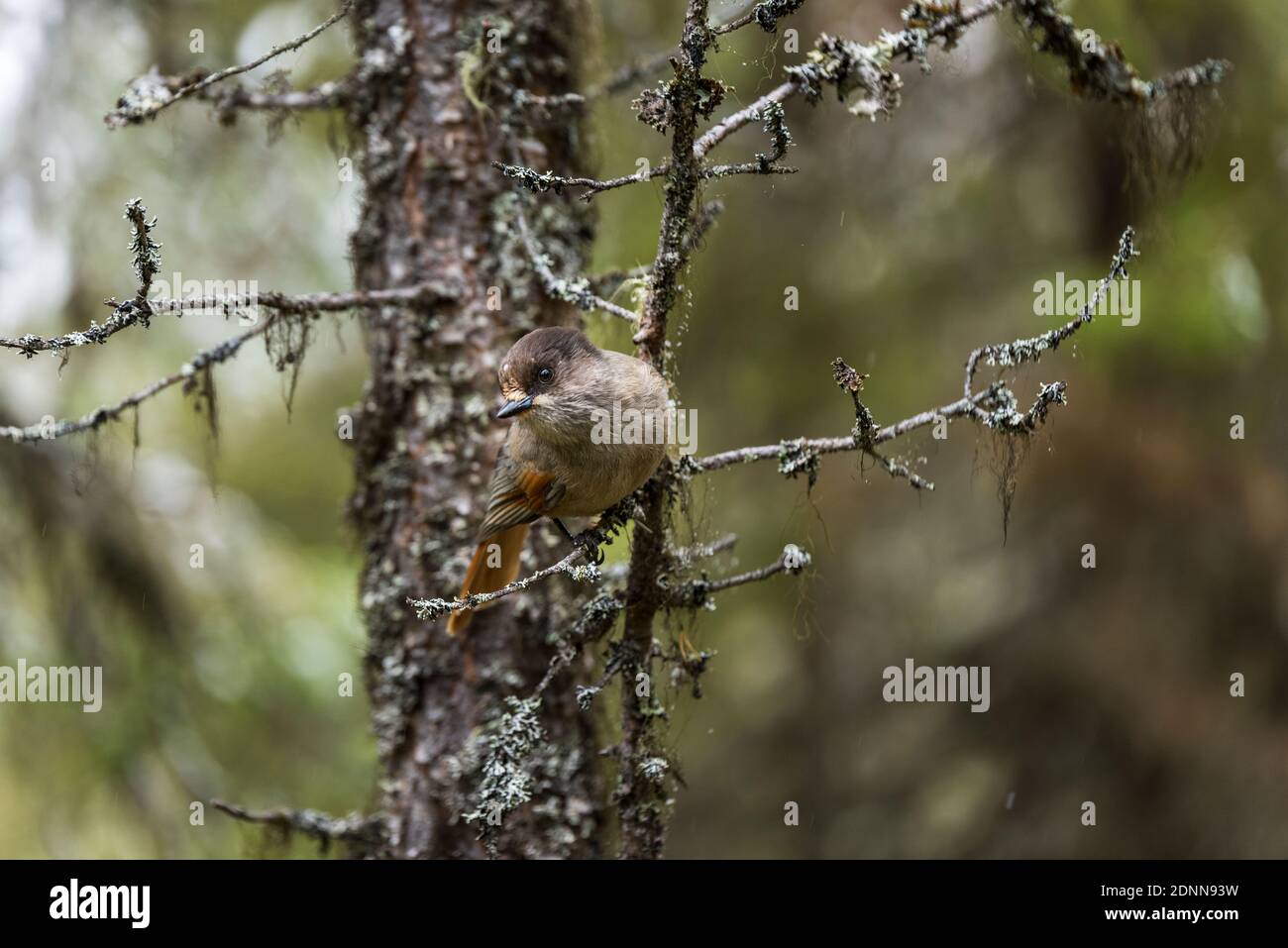 Oiseau perching sur branche de pin Banque D'Images