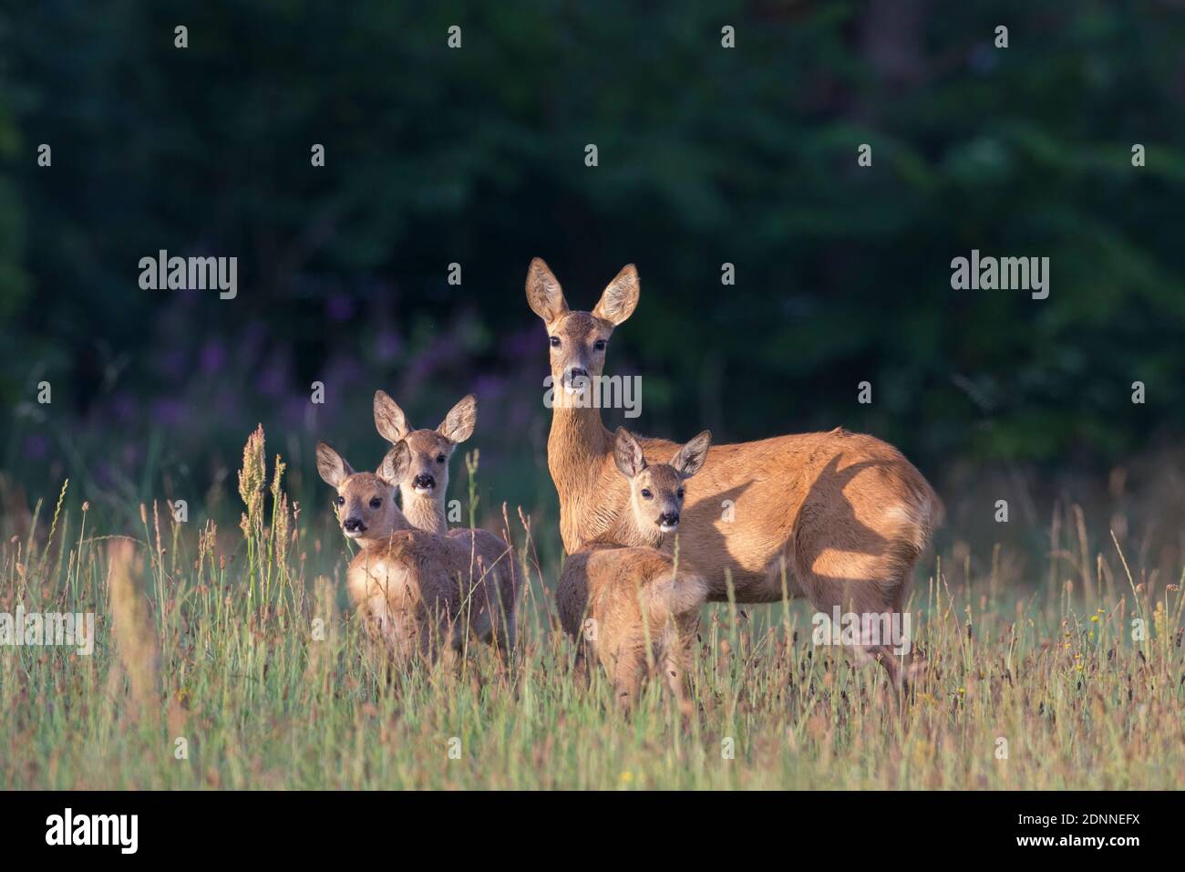 Cerf de Virginie (Capranolus capranolus). Doe avec trois fauve sur un pré. Suède Banque D'Images