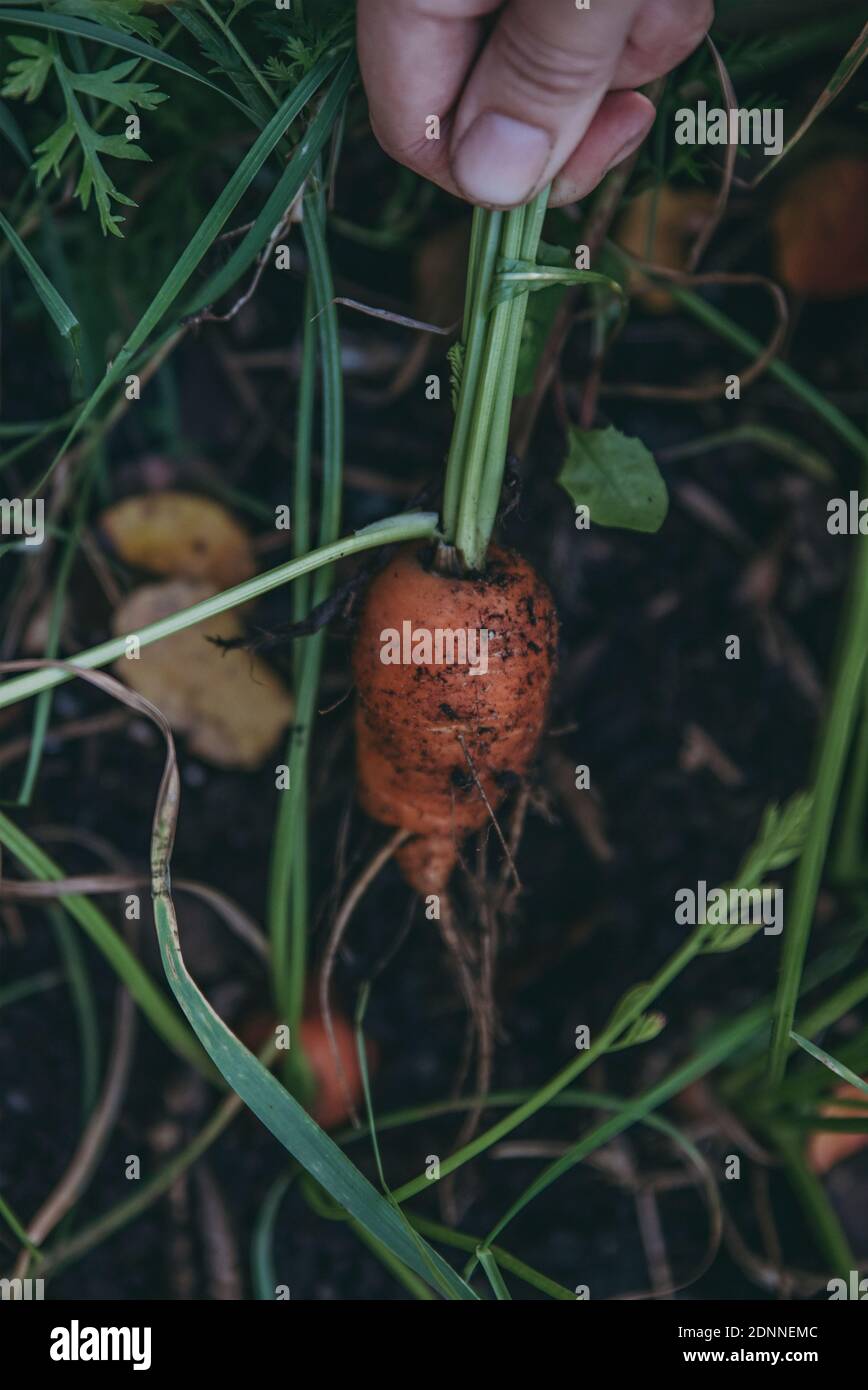 Main tirant la carotte du sol Banque D'Images