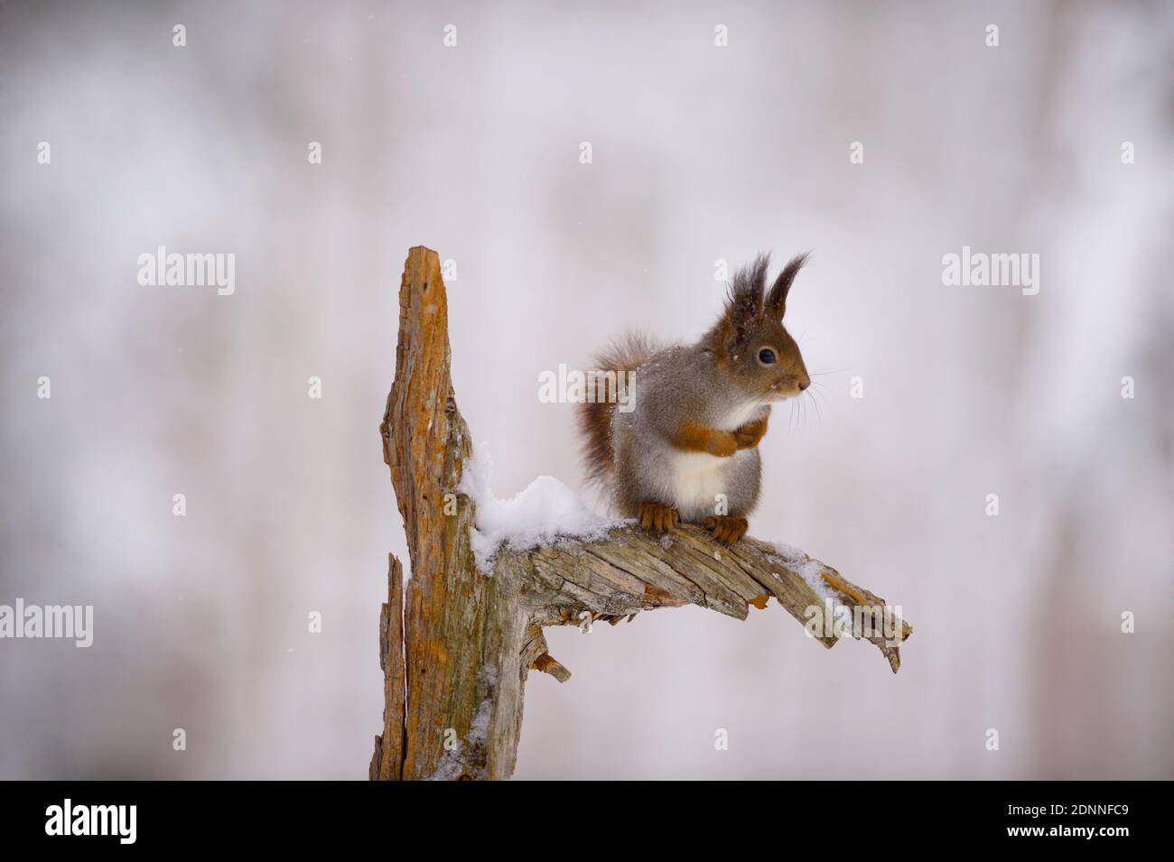 La direction générale de l'écureuil Banque D'Images
