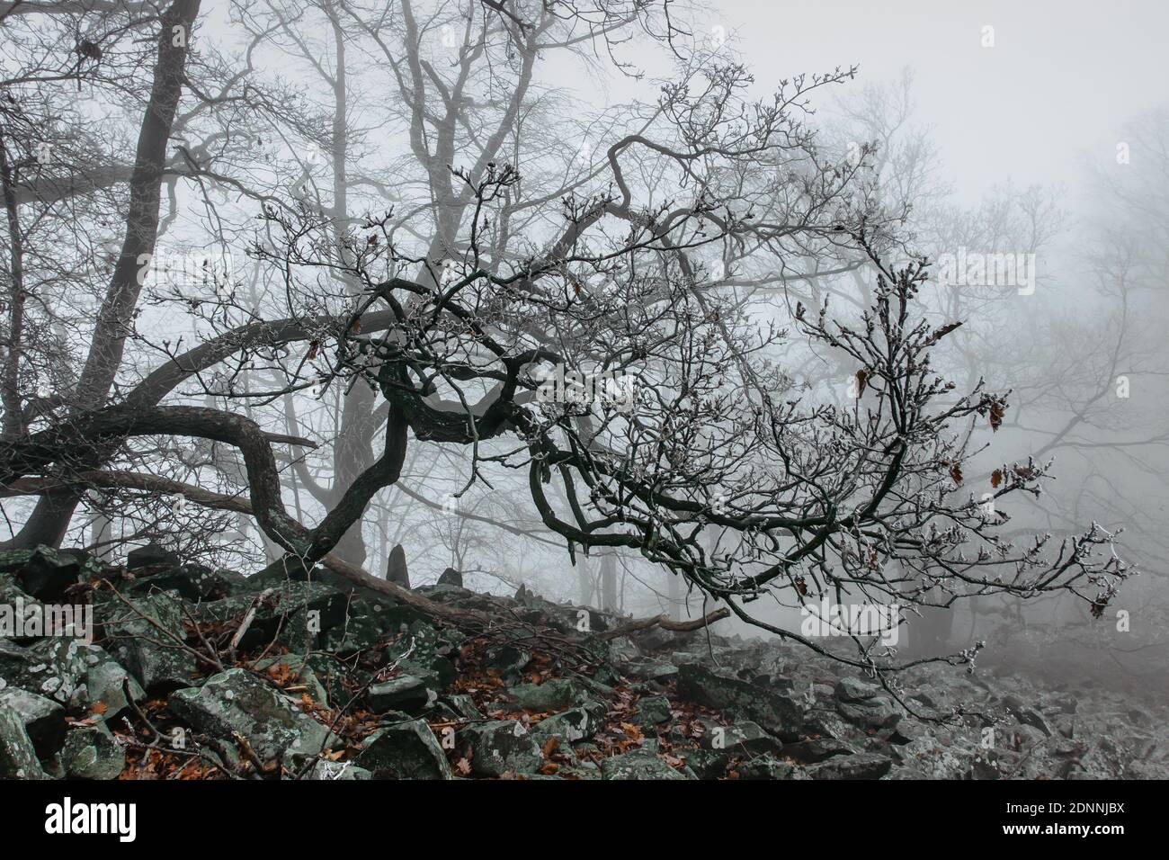 Vieux arbres magiques dans le brouillard.incroyable forêt brumeux.Paysage fantaisie avec brouillard Forêt, matin gel.Fairy forêt en automne.automne bois.Enchanted arbre Banque D'Images