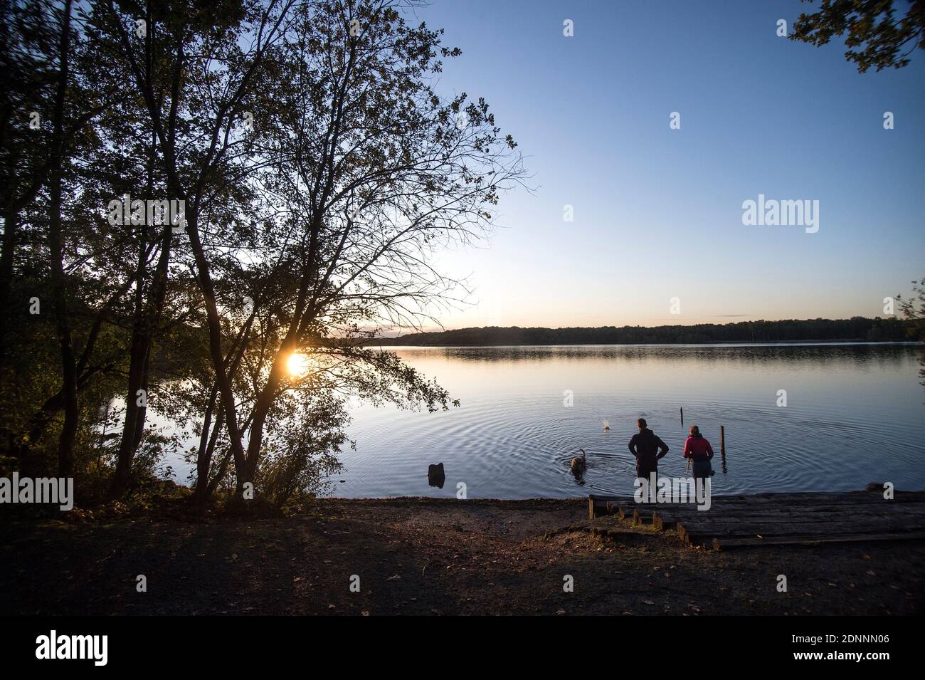 Promenez-vous dans la forêt de Raismes-Saint Amand Wallers, le Parc naturel régional de Scarpe-Escaut (nord de la France). Couple marchant un chien au coucher du soleil Banque D'Images