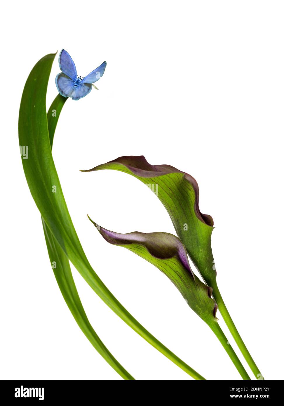 Belle fleur de Calla Lily pourpre et rose avec groupe ailes de papillon bleu vif design naturel contemporain isolé arrière-plan blanc Banque D'Images