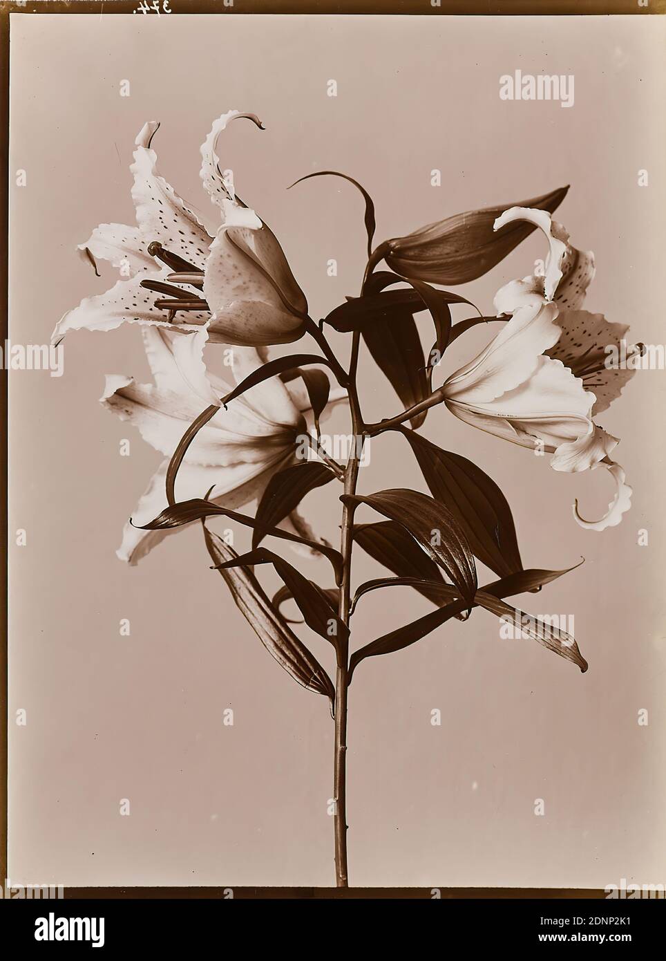 Wilhelm Weimar, étude florale, papier collodion, procédé positif noir et blanc, taille de l'image: Hauteur: 23,40 cm; largeur: 17,50 cm, numéroté: Verso: 374, photographie, nénuphar Banque D'Images