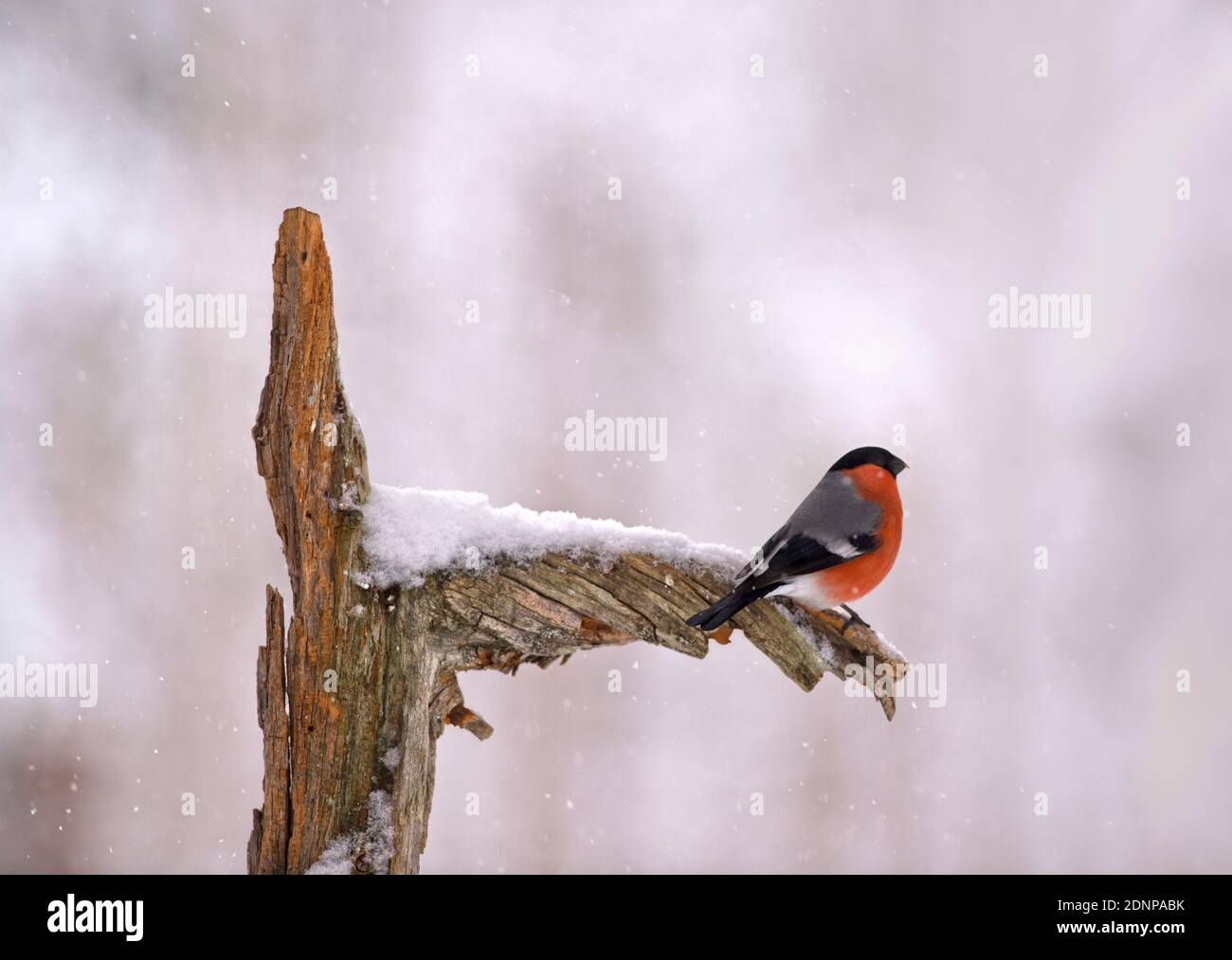 Colvert perching on branch Banque D'Images