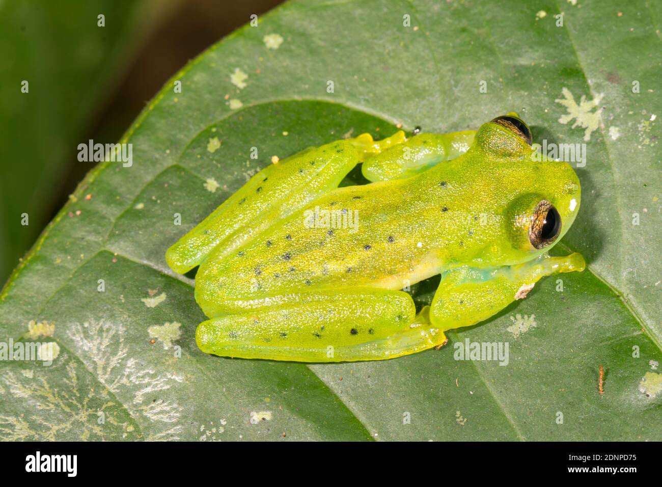 Nicaragua Grenouille géante de verre (Espadarana prosoblepon) sur une feuille à côté d'un ruisseau dans la forêt montagnarde de la réserve de Los Cedros, ouest de l'Equateur Banque D'Images