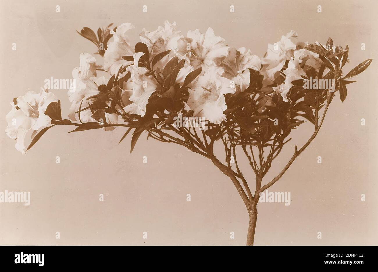 Wilhelm Weimar, Azalea, papier collodion, procédé positif noir et blanc, taille de l'image: Hauteur: 14,80 cm; largeur: 22,80 cm, numéroté: Recto O. r.: En plomb: 255, photographie, fleurs Banque D'Images
