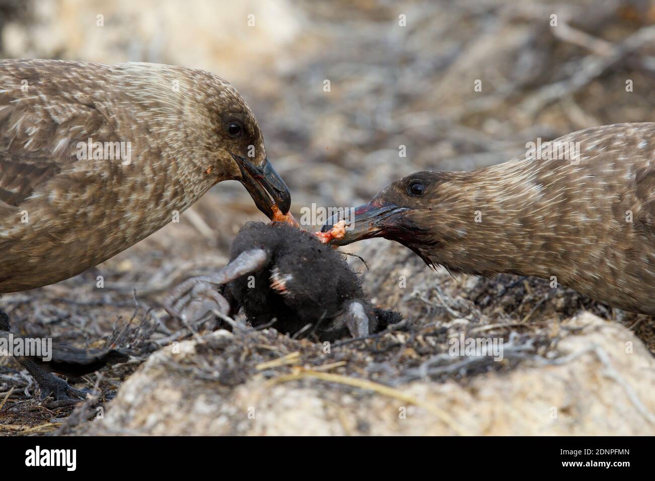 Des skias bruns se nourrissant d'une poussette cormorante, île des pâles, Falkland, janvier 2018 Banque D'Images