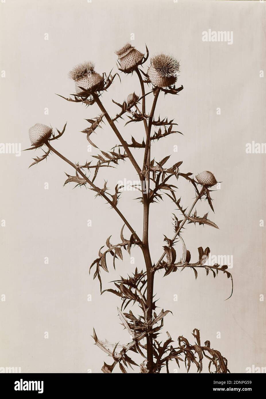 Wilhelm Weimar, chardon, papier collodion, procédé positif noir et blanc, taille de l'image: Hauteur: 23,30 cm; largeur: 17,20 cm, numéroté: Verso: 326, photographie, plantes et herbes Banque D'Images