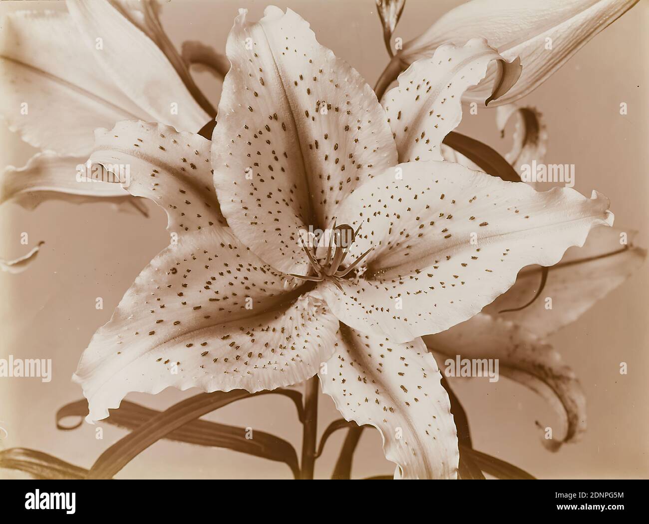 Wilhelm Weimar, Lily, papier collodion, procédé positif noir et blanc, taille de l'image: Hauteur: 17,30 cm; largeur: 23,30 cm, numéroté: Verso: 375, photographie, Lily Banque D'Images