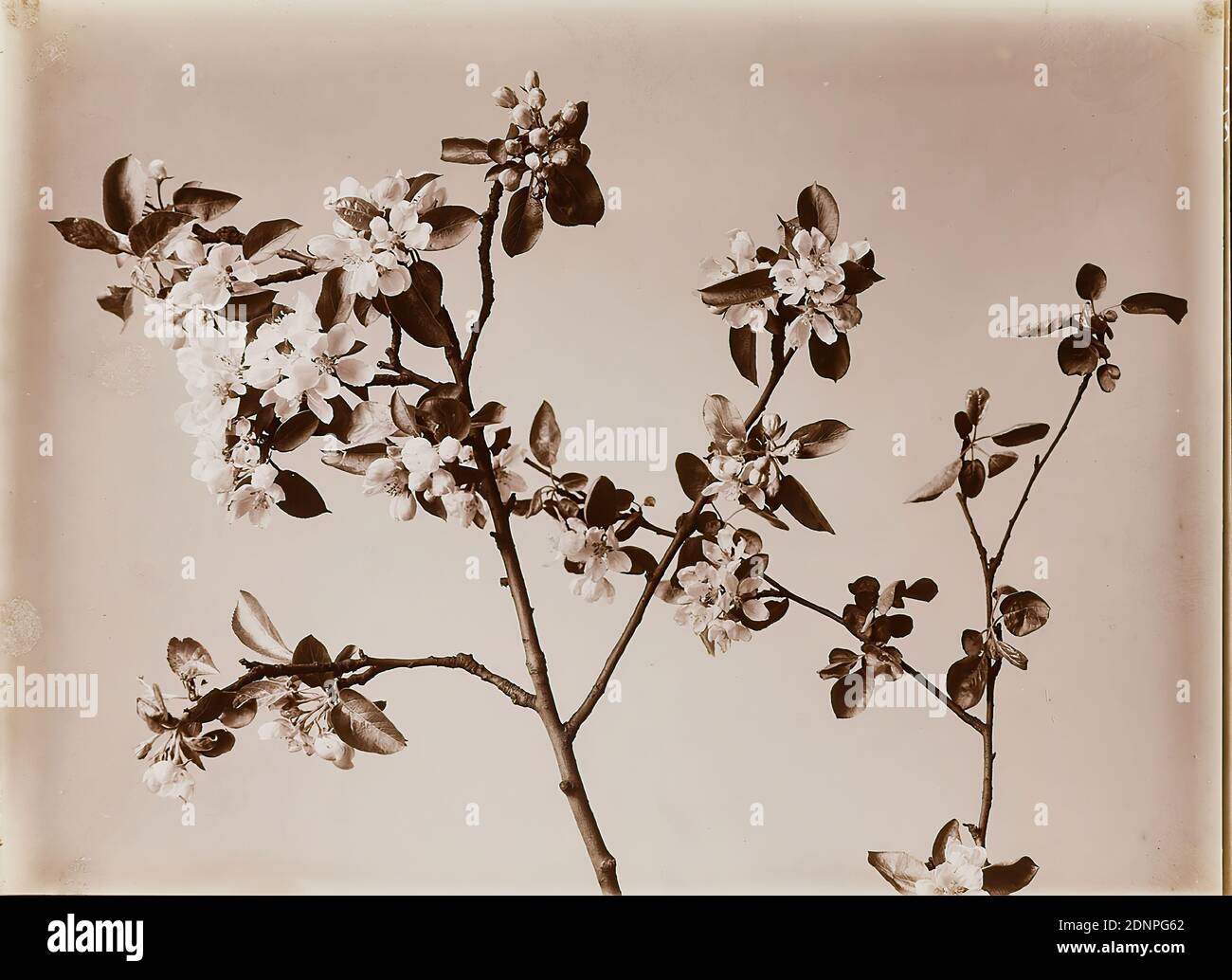 Wilhelm Weimar, cerisier, papier collodion, procédé positif noir et blanc, total: Hauteur: 23,30 cm; largeur: 17,20 cm, numéroté: Vert: 273, photographie, arbres, arbustes Banque D'Images