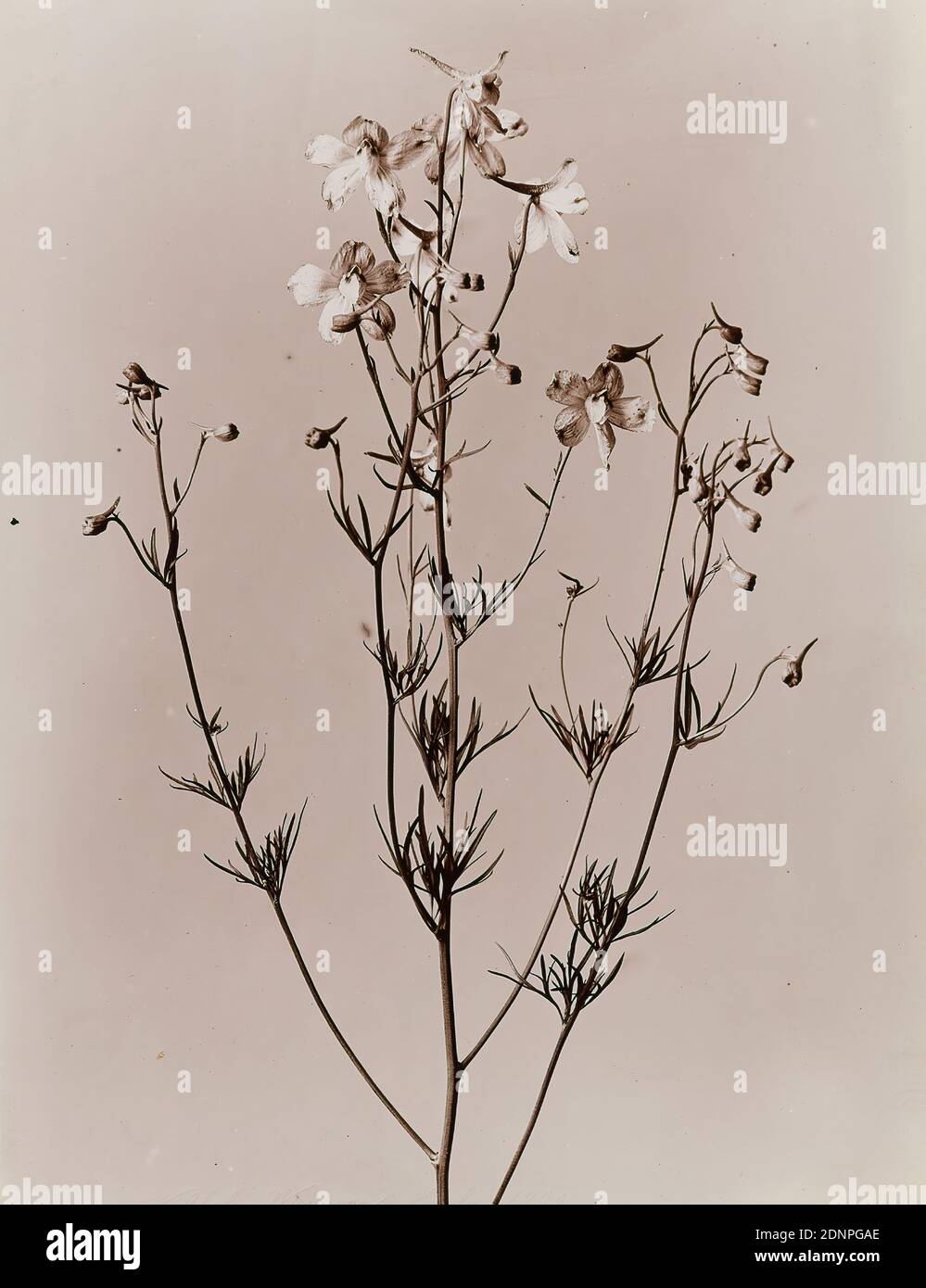Wilhelm Weimar, étude de plantes, papier collodion, procédé positif noir et blanc, taille de l'image: Hauteur: 23,30 cm; largeur: 17,20 cm, numéroté: Verso: 541, photographie, fleurs Banque D'Images
