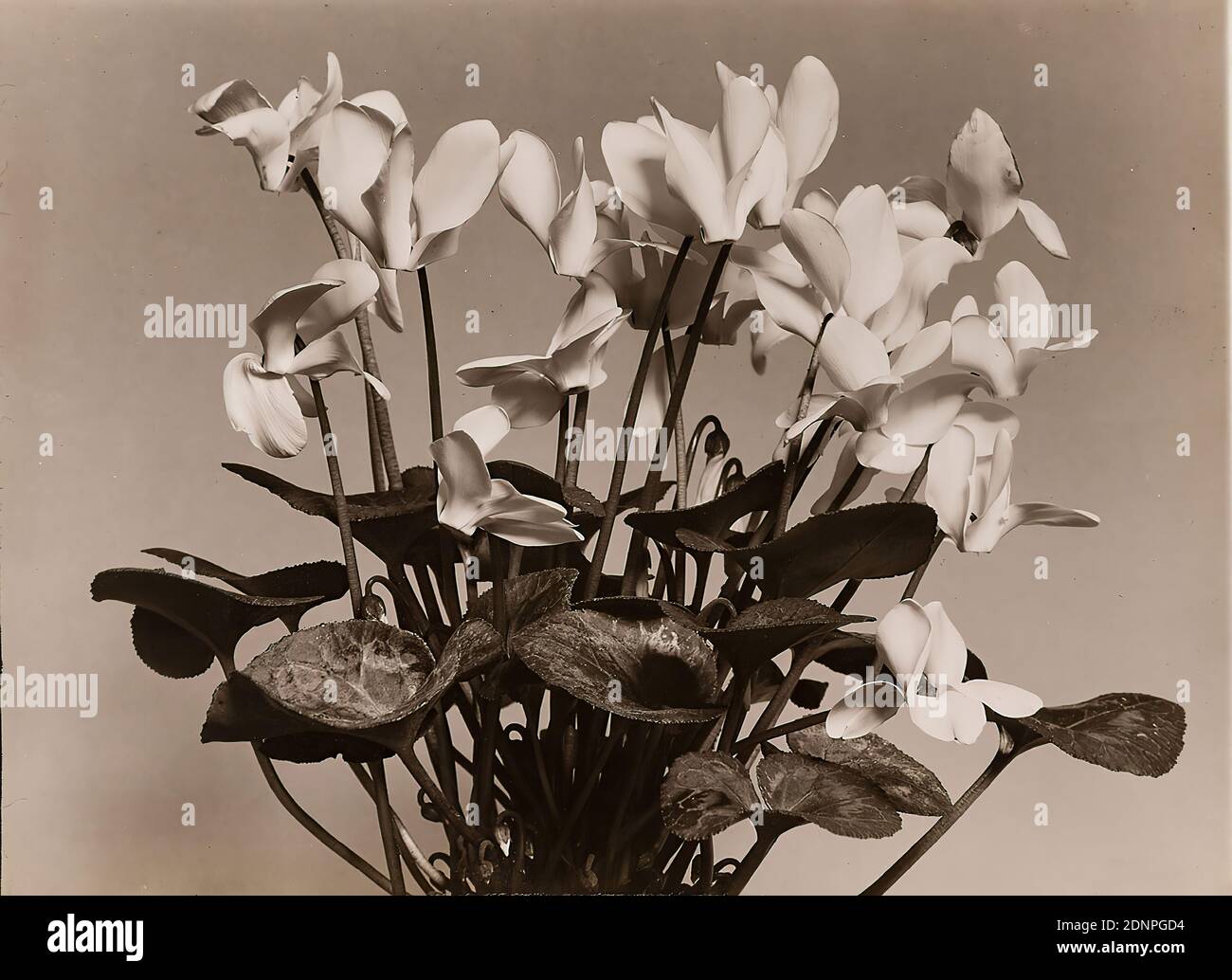 Wilhelm Weimar, cyclamen, papier de gélatine d'argent, processus positif noir et blanc, total: Hauteur: 17.20 cm; largeur: 23.20 cm, en plomb: 111103, photographie, fleurs Banque D'Images