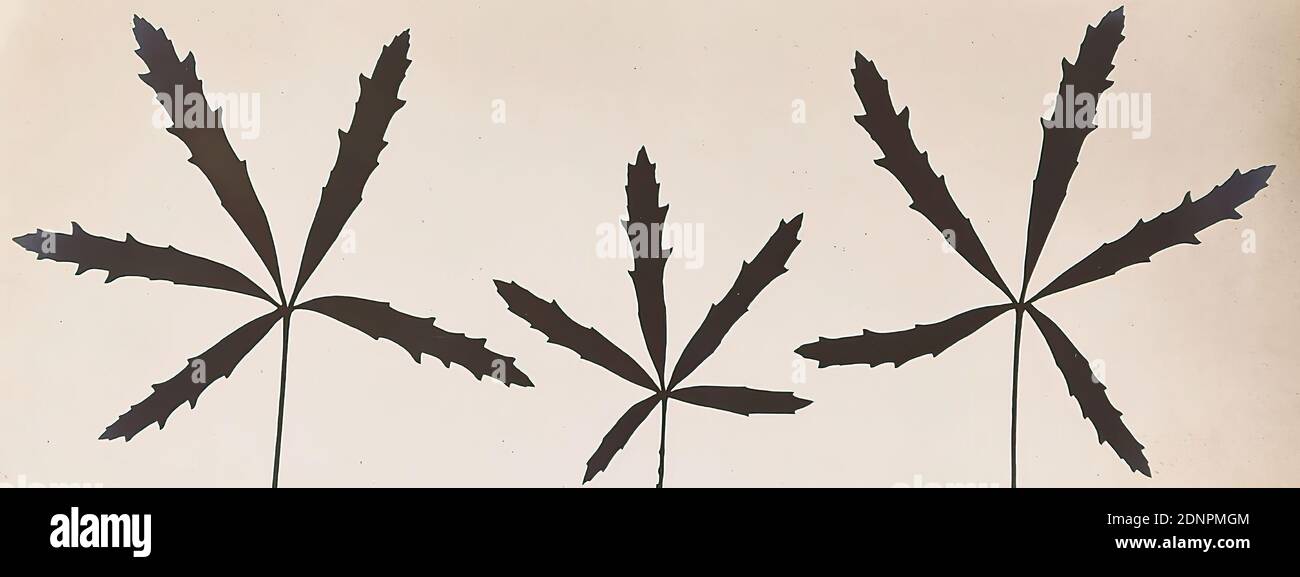 Wilhelm Weimar, silhouette d'une feuille, papier de gélatine d'argent, processus positif noir et blanc, taille de l'image: Hauteur: 6,40 cm; largeur: 16,80 cm, photographie, plantes, végétation Banque D'Images