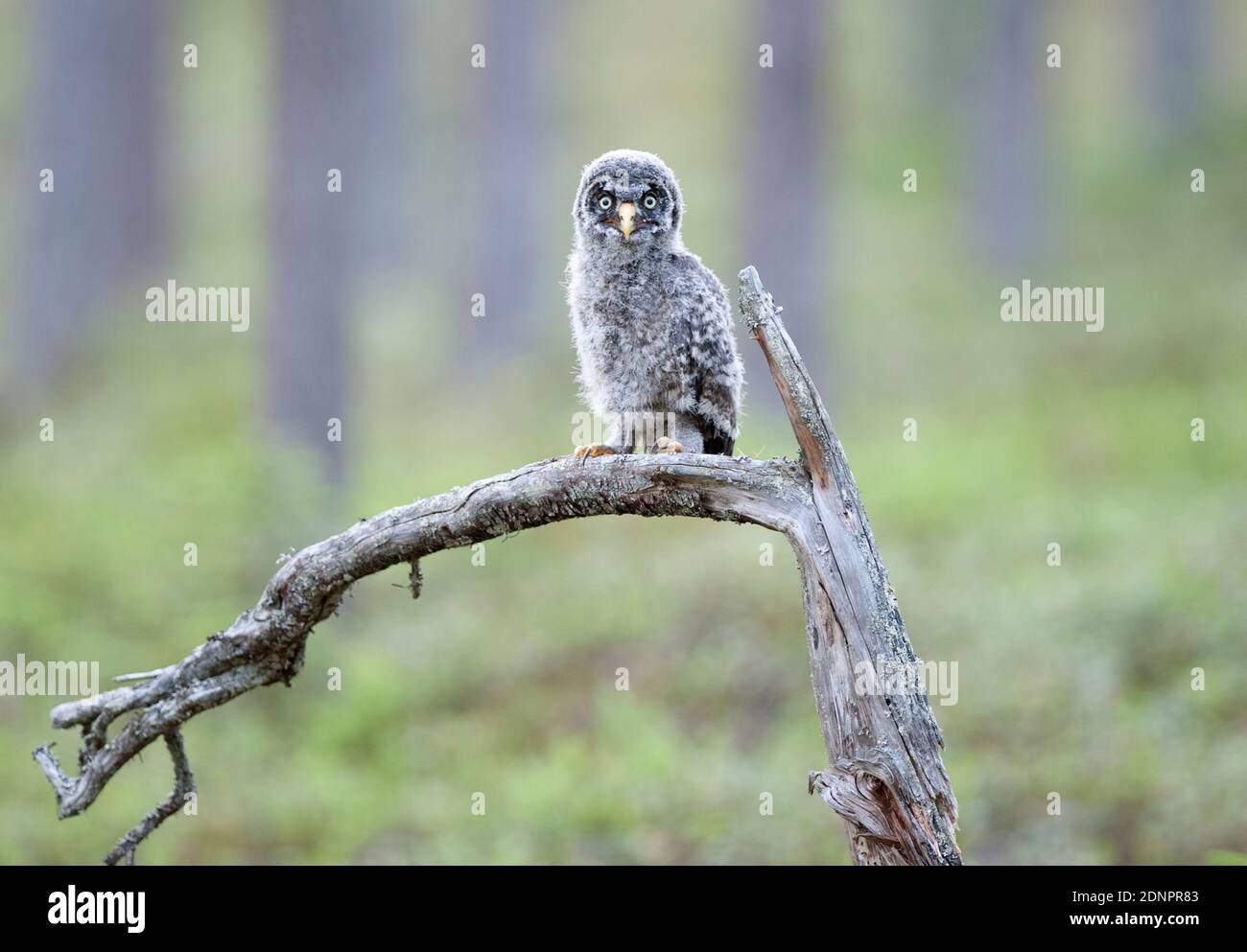 Un jeune hibou perche sur la branche Banque D'Images