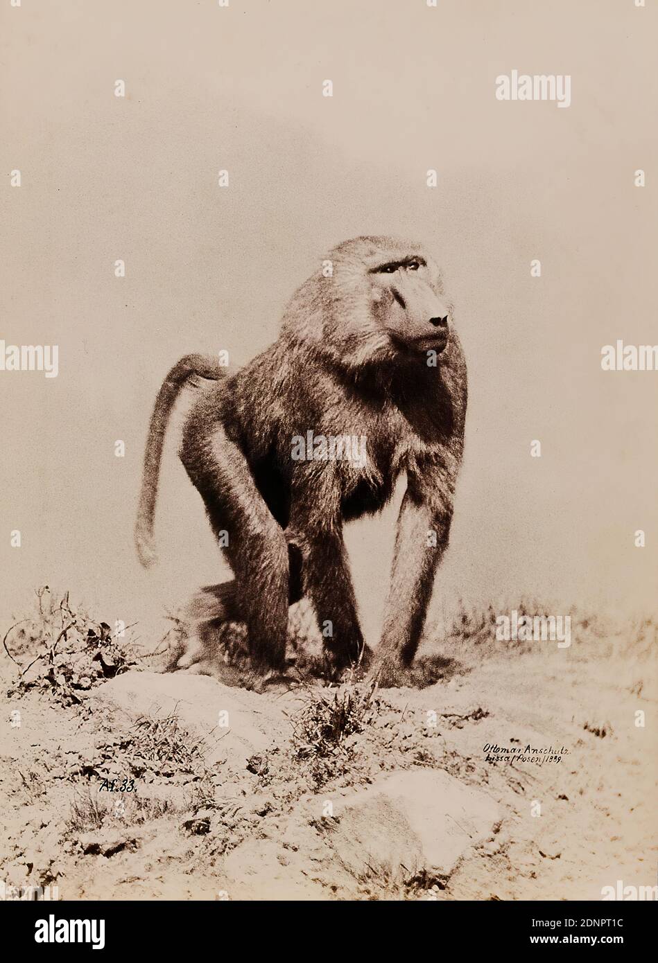 Ottomar Anschütz, babouin, papier albumine, procédé positif noir et blanc, taille de la feuille: Hauteur: 19,70 cm; largeur: 14,50 cm, Ottomar Anschütz, Berlin. Autopublié, inscrit: Recto: AF.33; Ottomar Anschütz, Lissa, Posen, 1889, photographie de la nature, photographie d'animaux, singes Banque D'Images